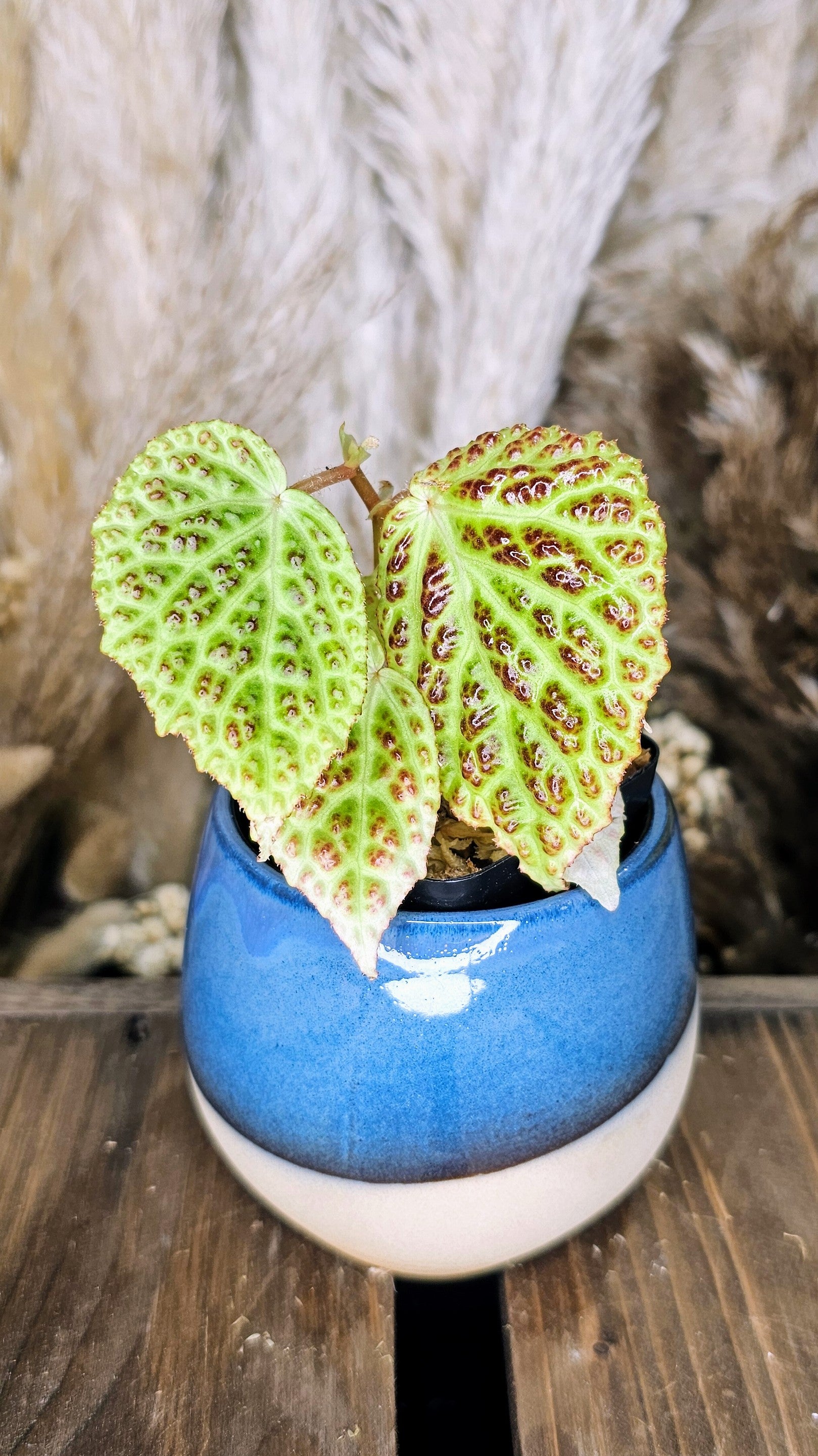 Begonia Dracopelta
