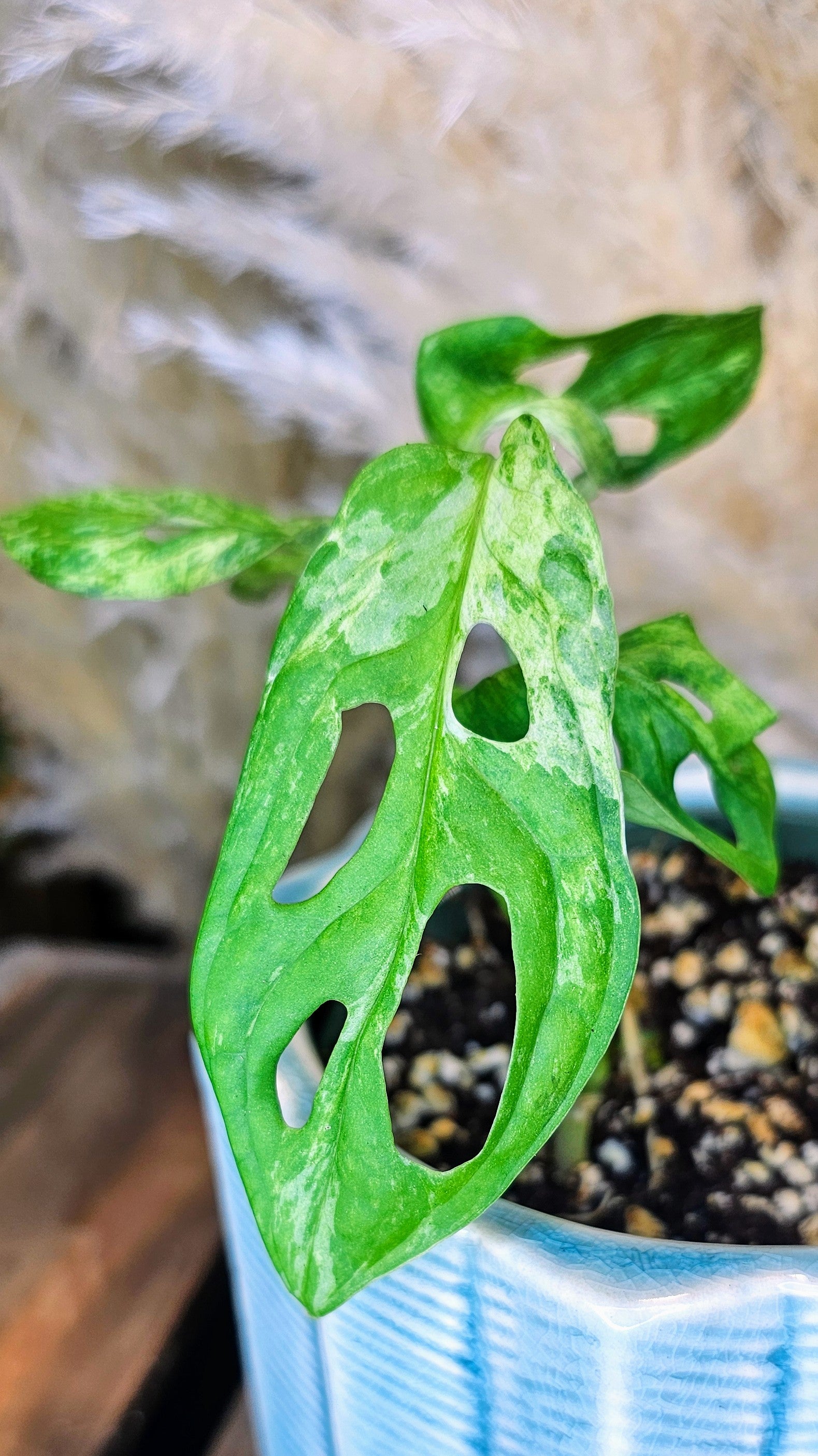 Monstera Adansonii Indo Marble Variegated (WM01)