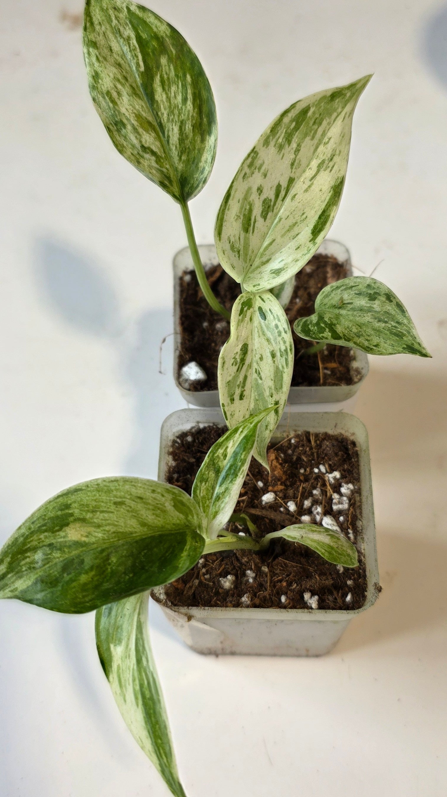 Scindapsus mount salak variegated