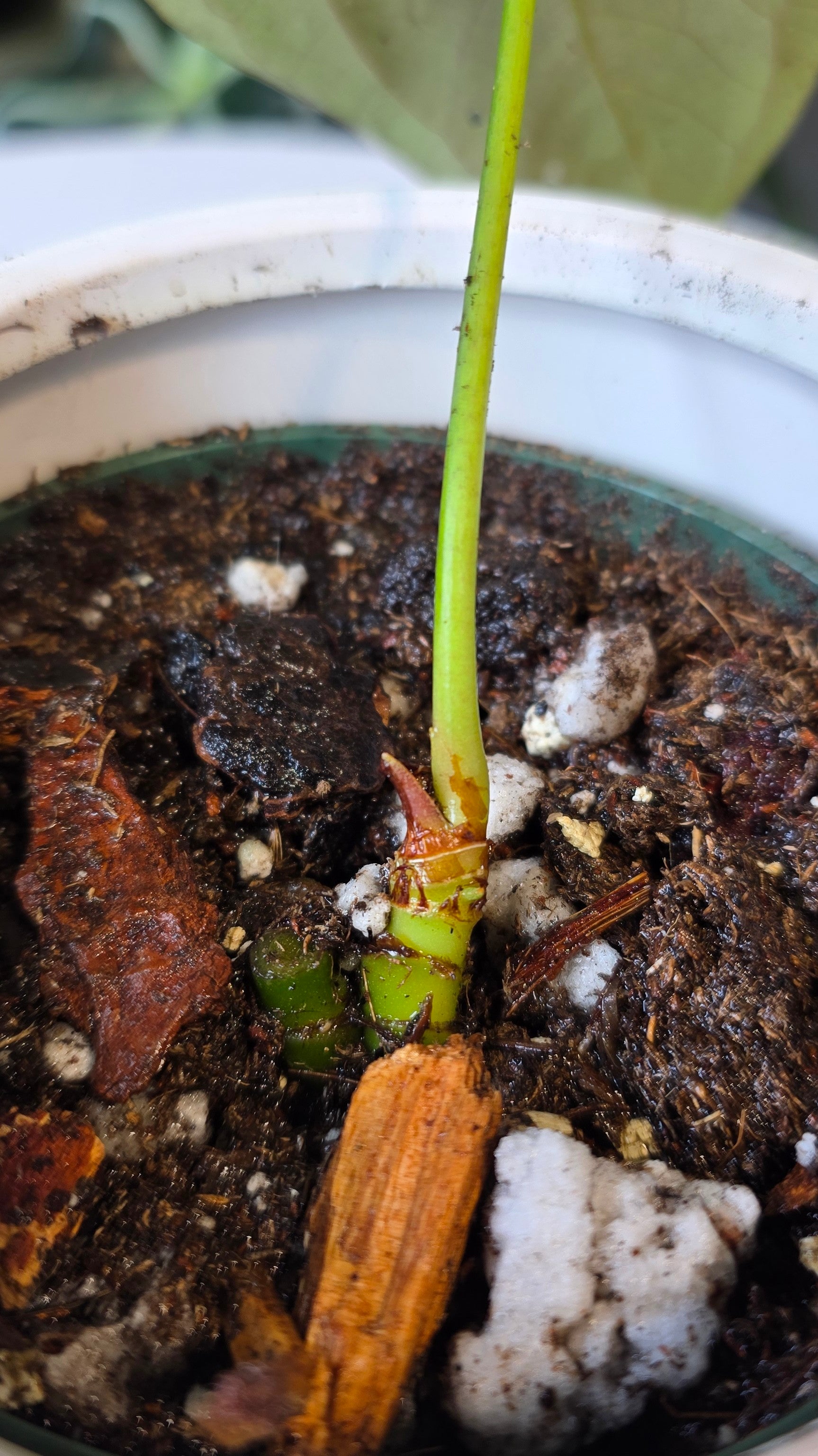 Anthurium Papillilaminum (F)