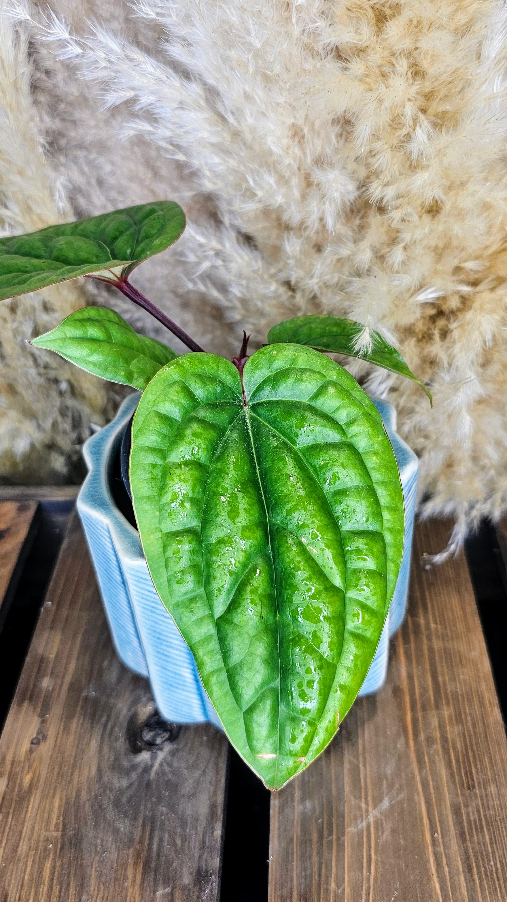 Anthurium Radicans x Luxurians
