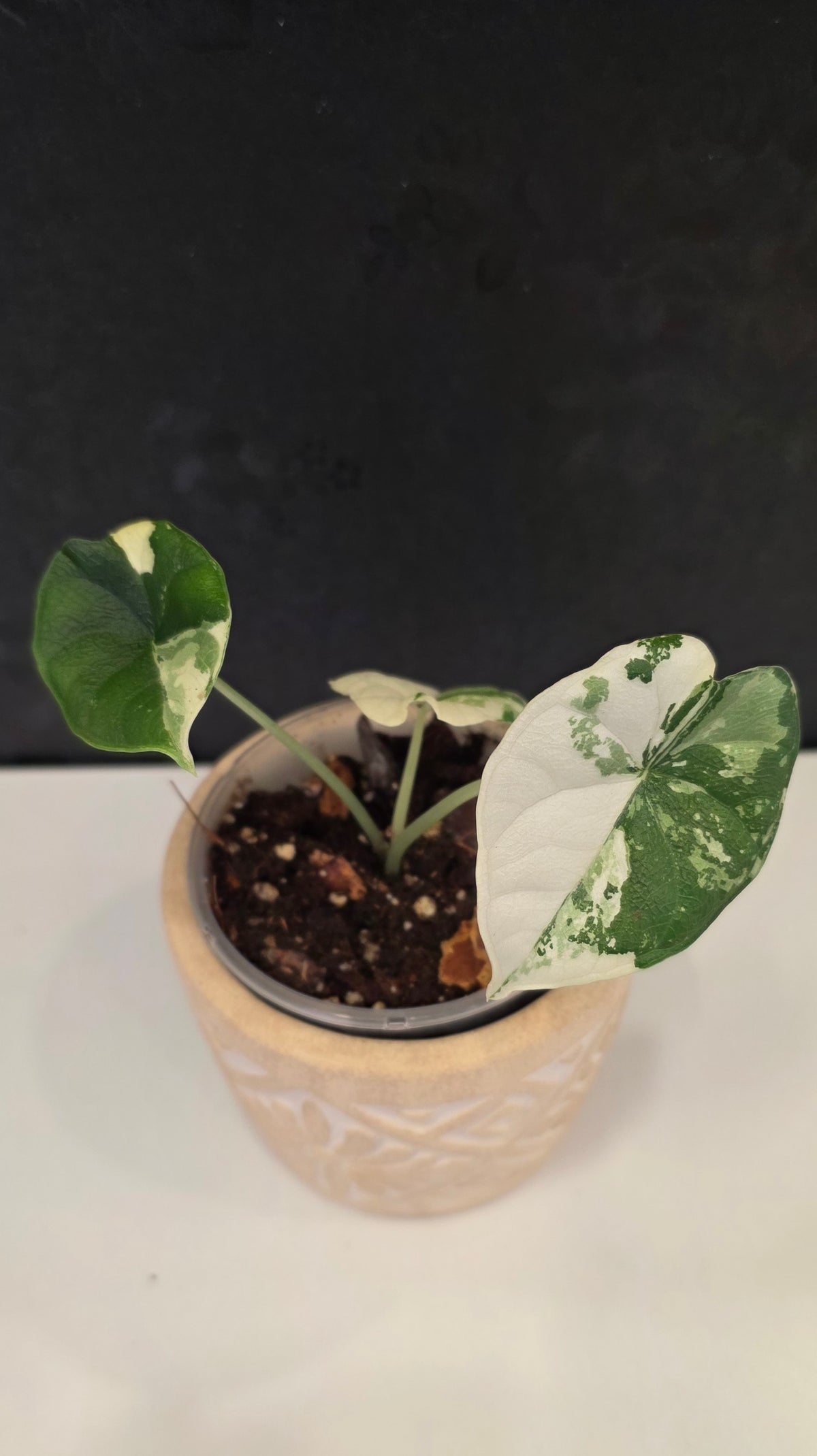 Alocasia Melo Albo B