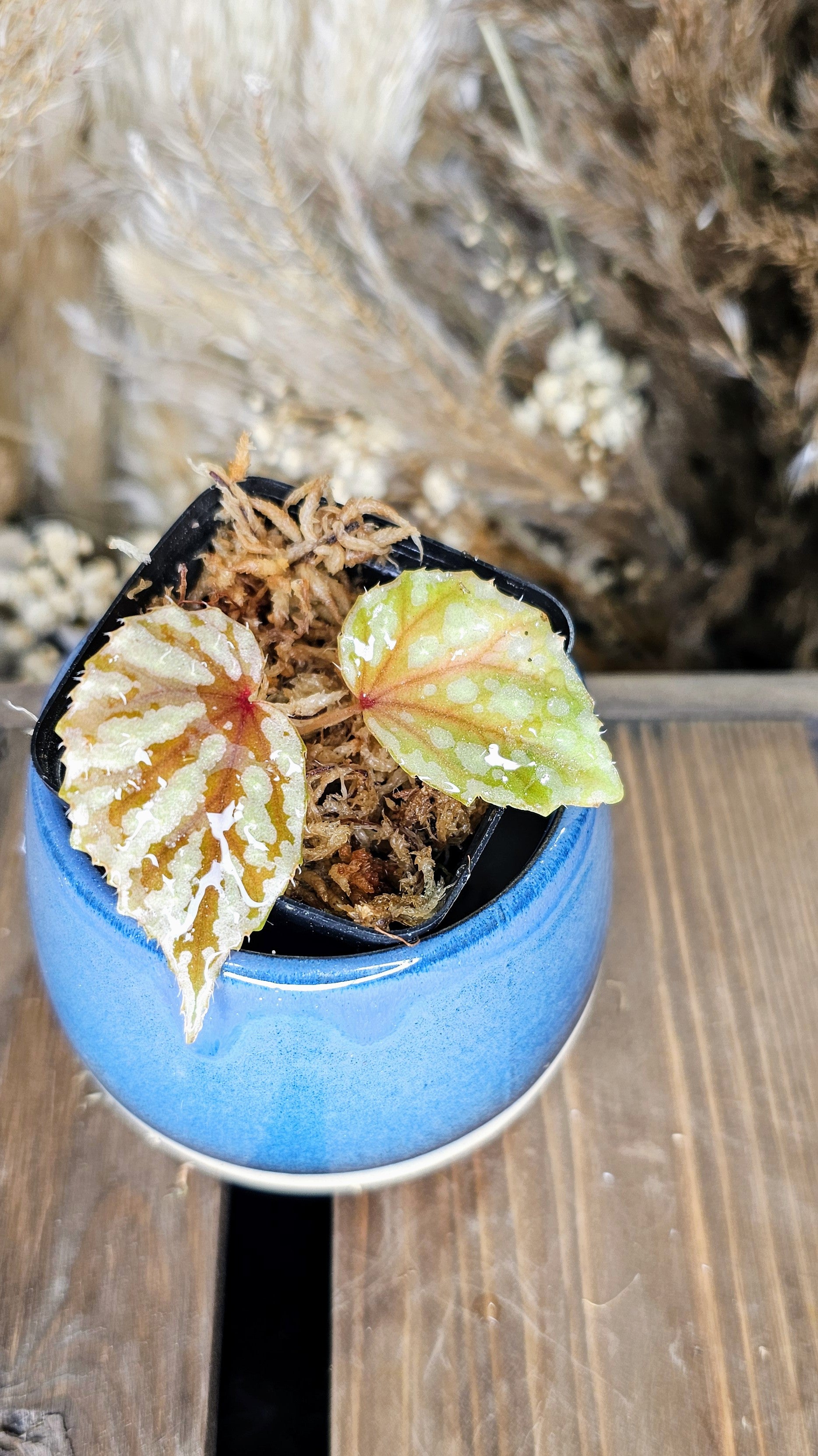 Begonia Sp. Sumatra