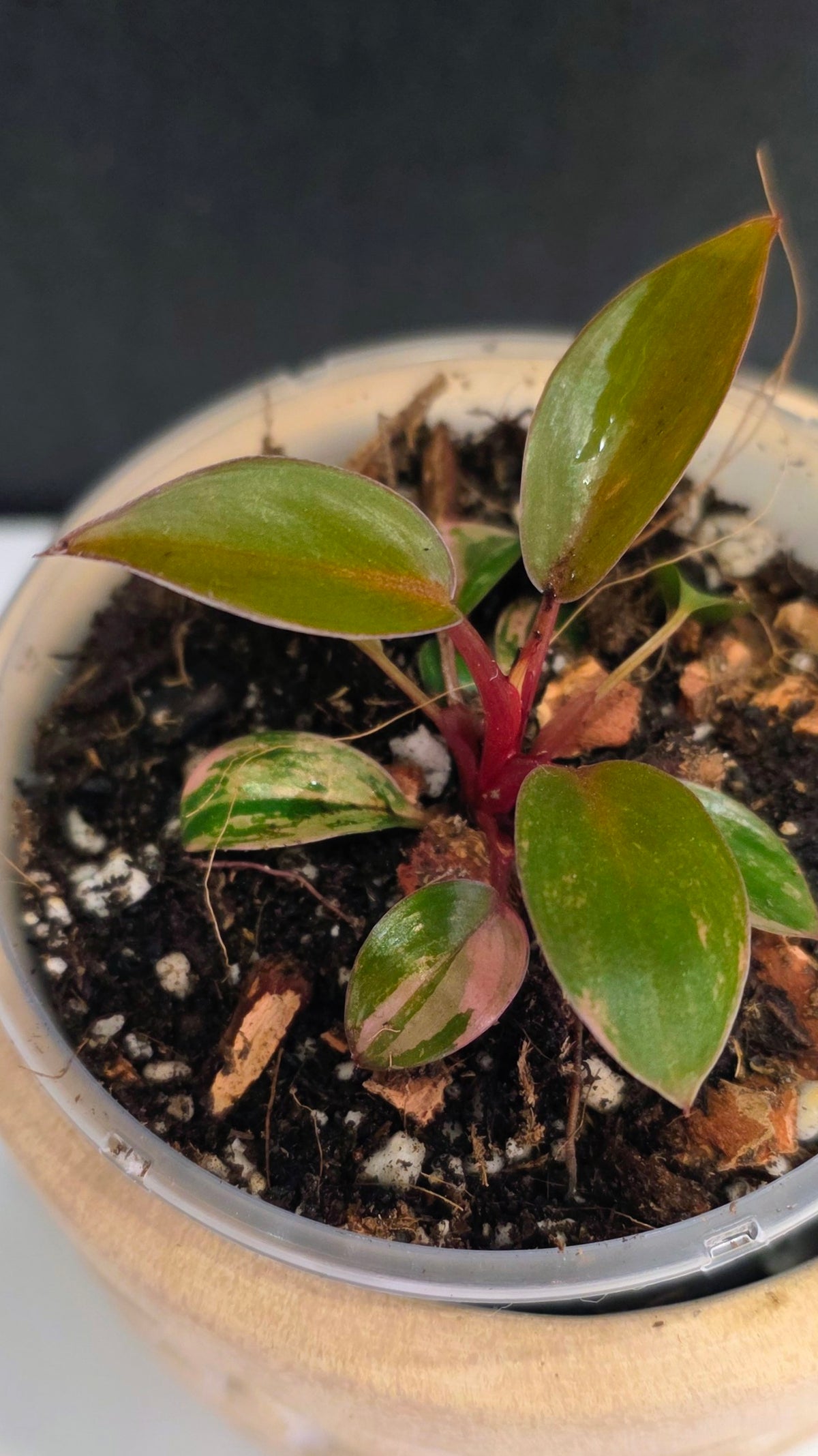 Philodendron Red Congo Variegated F