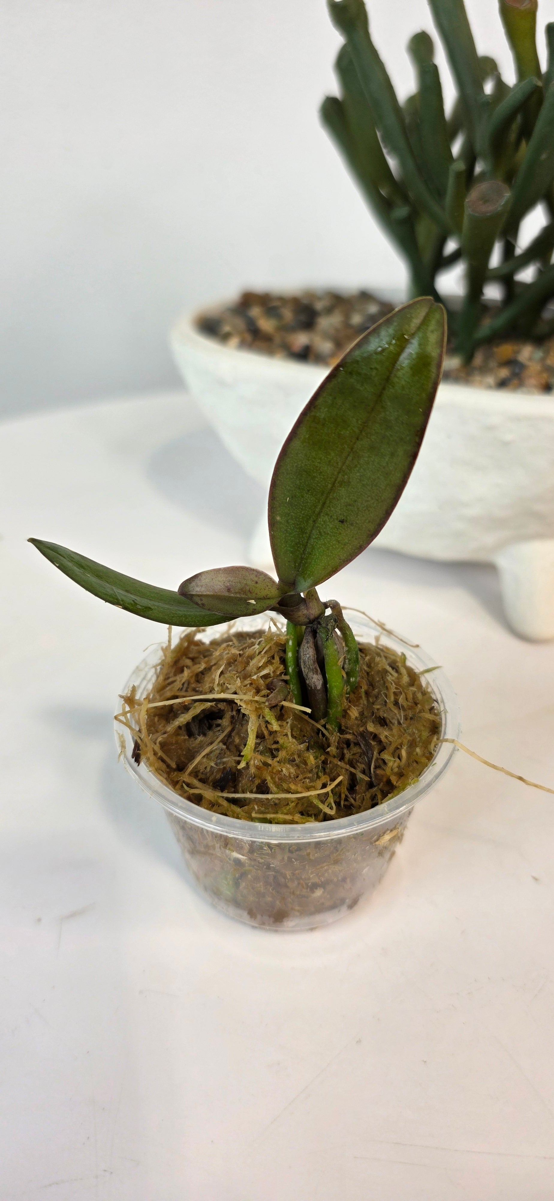 Palaenopsis schilleriana