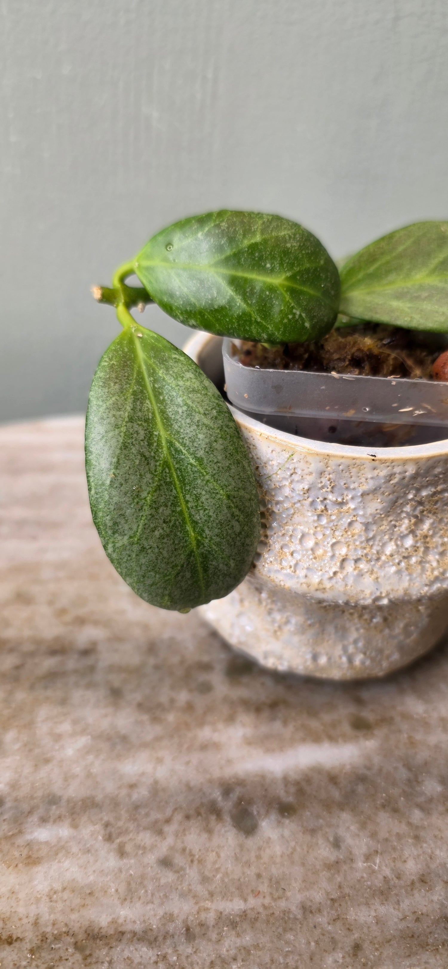 Hoya Obscura Silver C