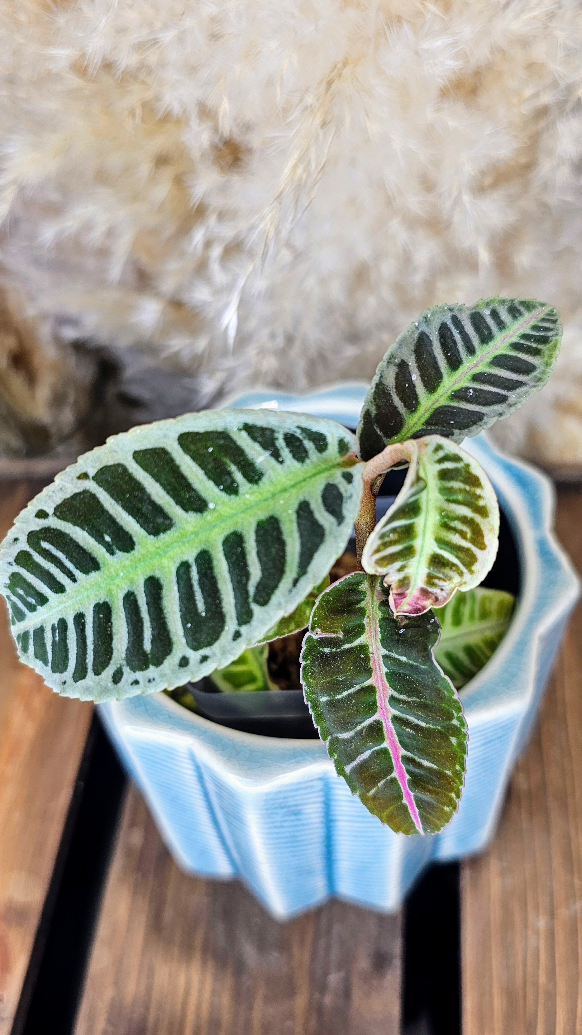 Labisia sp. Riau WL2