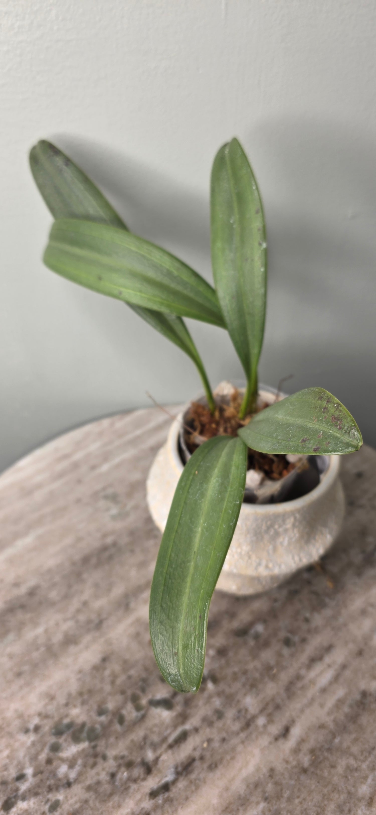 Masdevallia elephanticeps