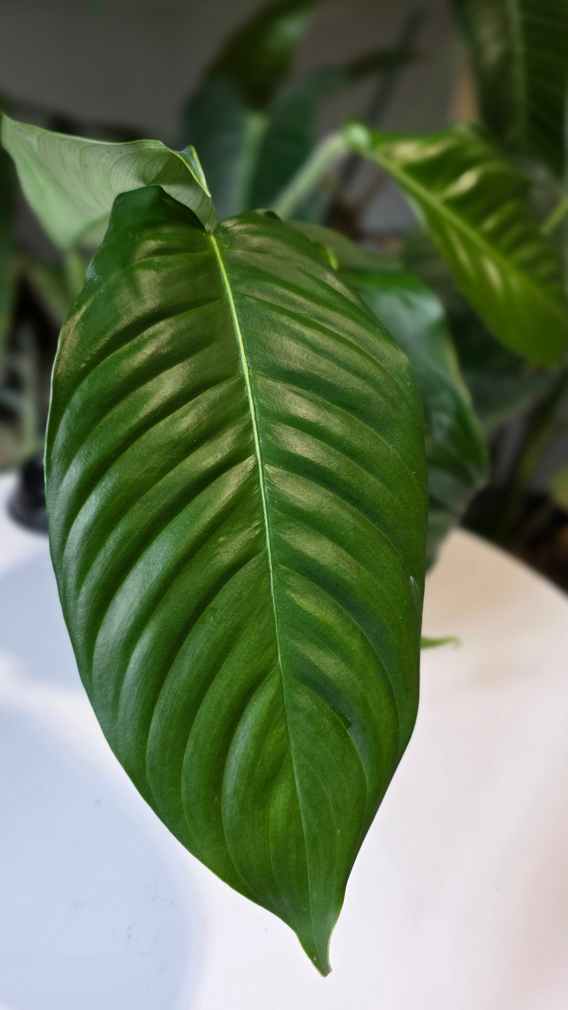 Philodendron genevieveanum (b)