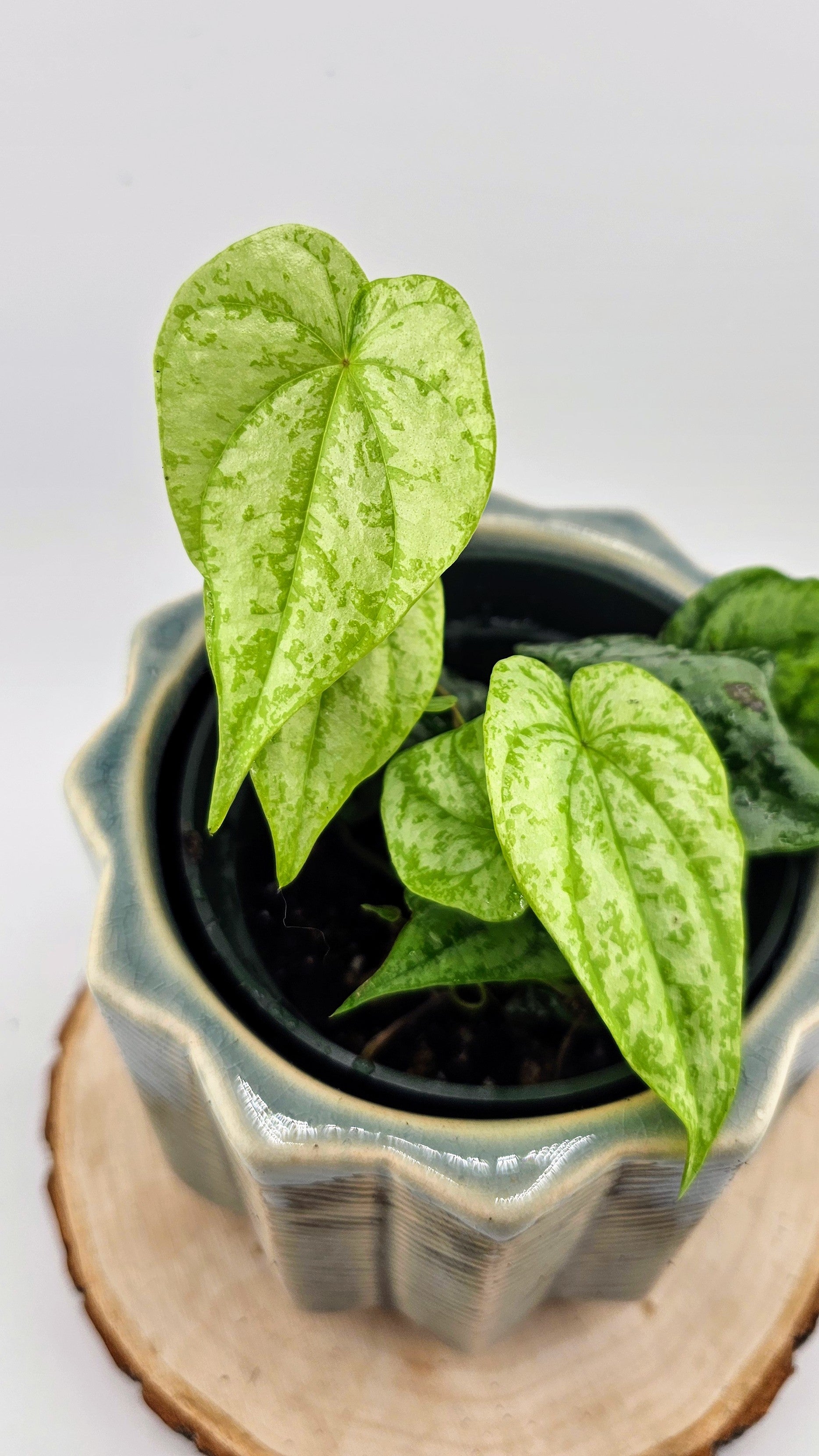 Dioscorea sp. Colombia Silver (A)