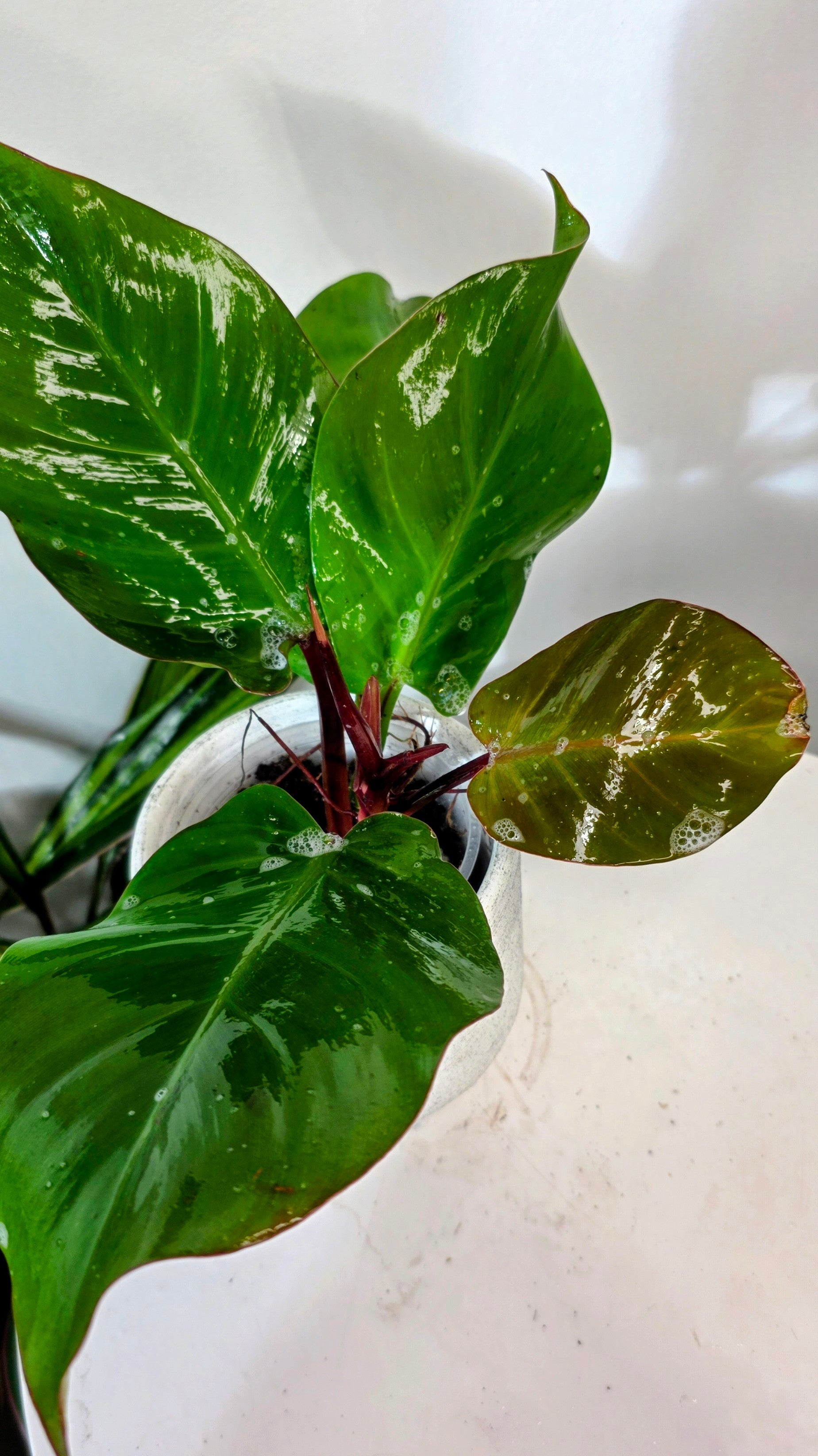Philodendron Red Moon B