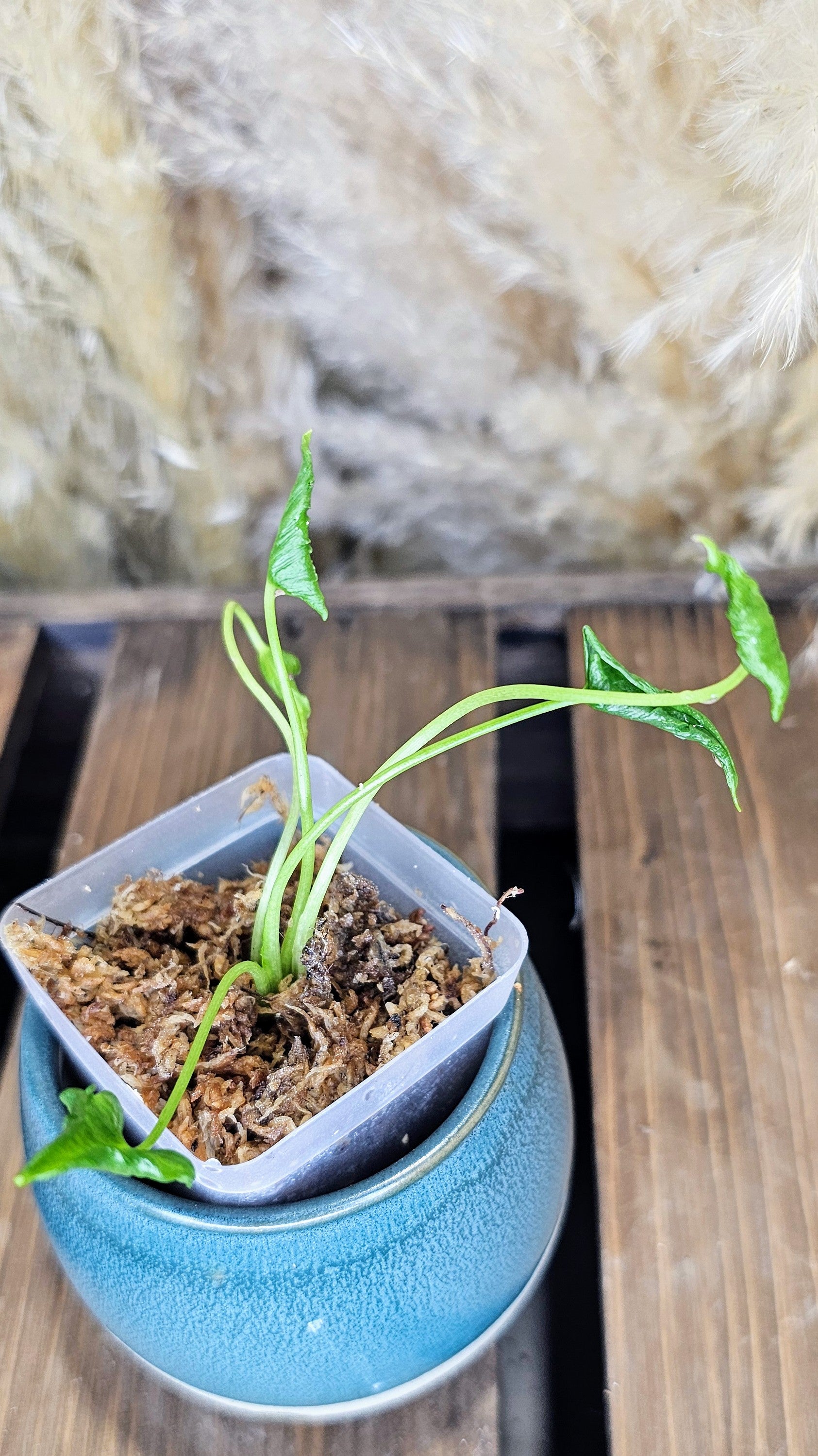 Alocasia triangularis