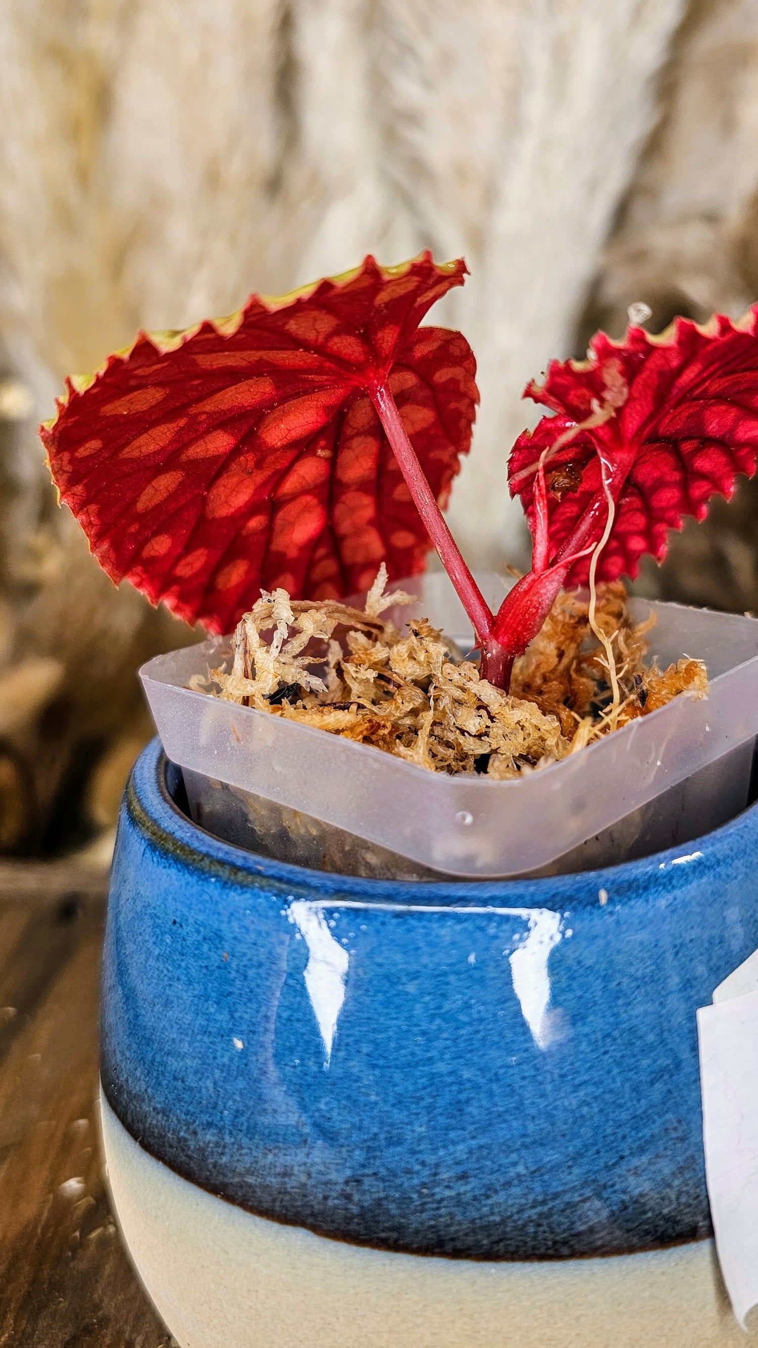 Begonia Chlorosticta