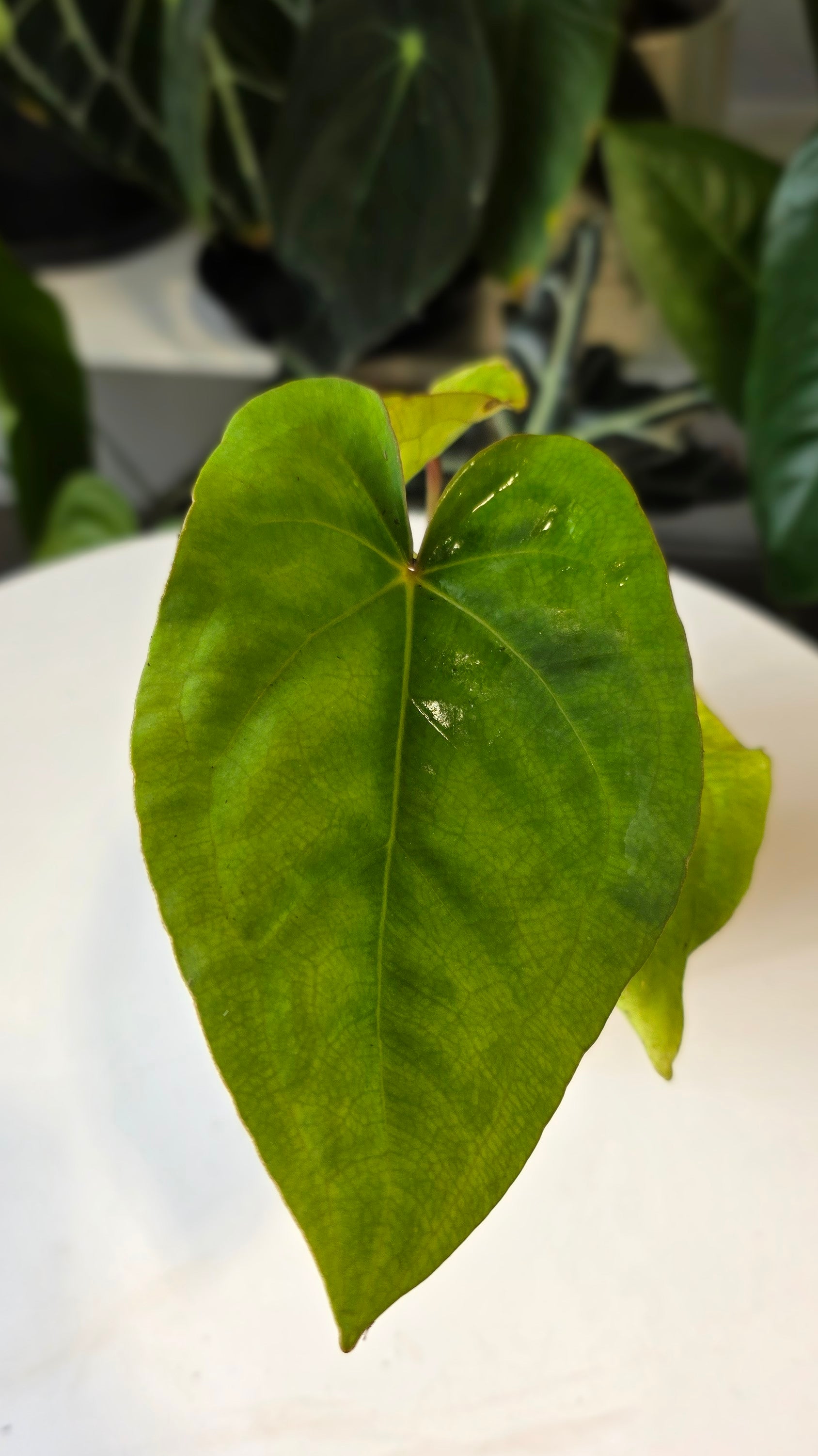 Anthurium Forgetii x Eastern Dressleri (C)