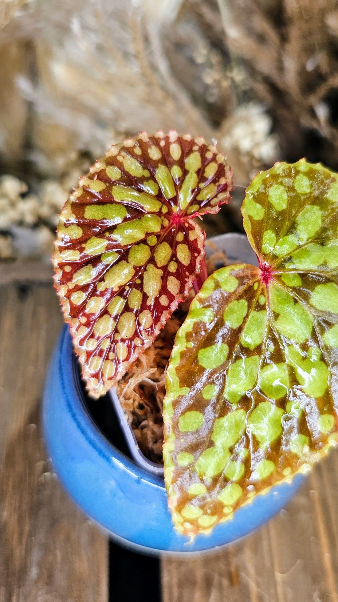 Begonia Chlorosticta