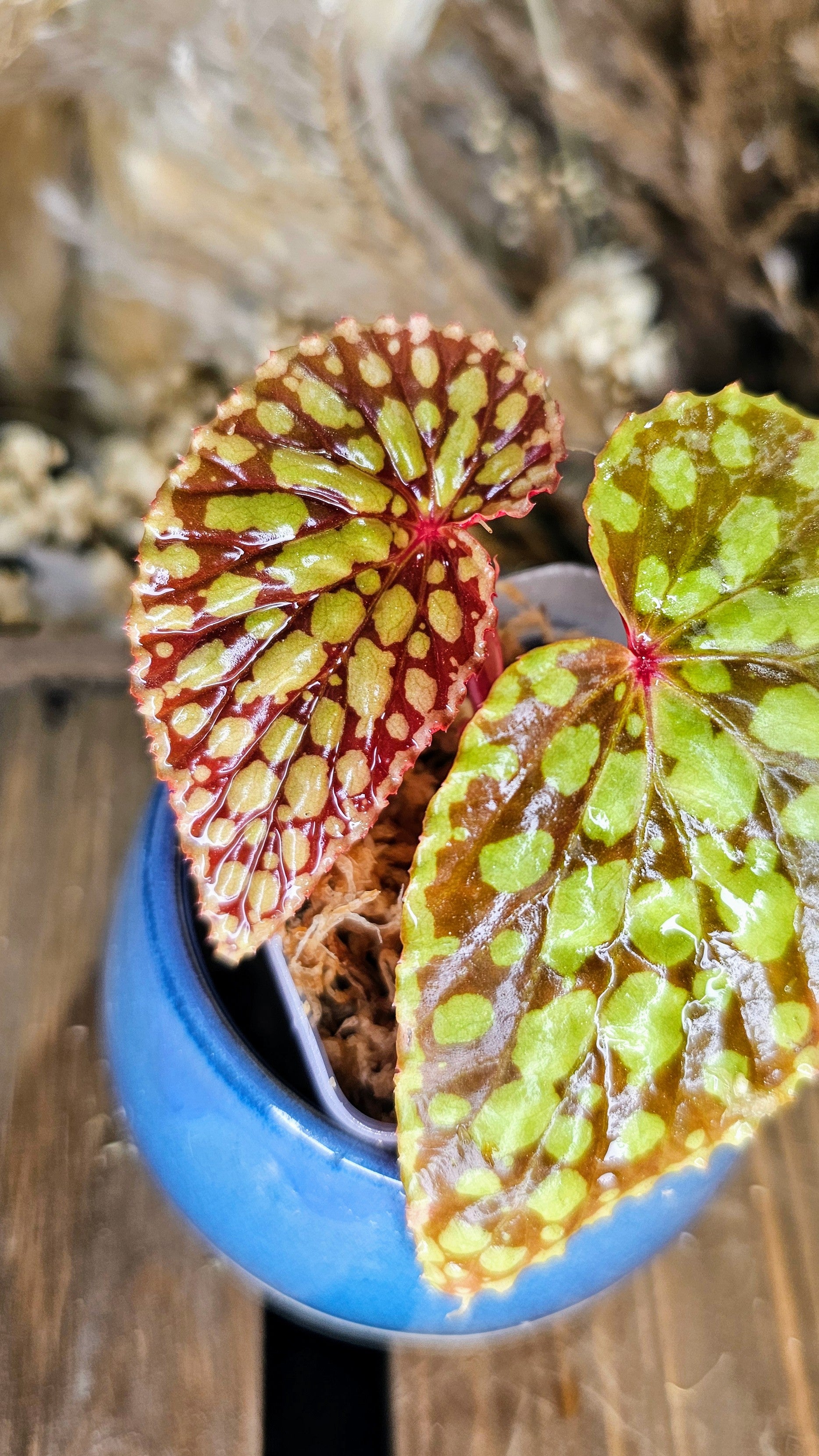 Begonia Chlorosticta