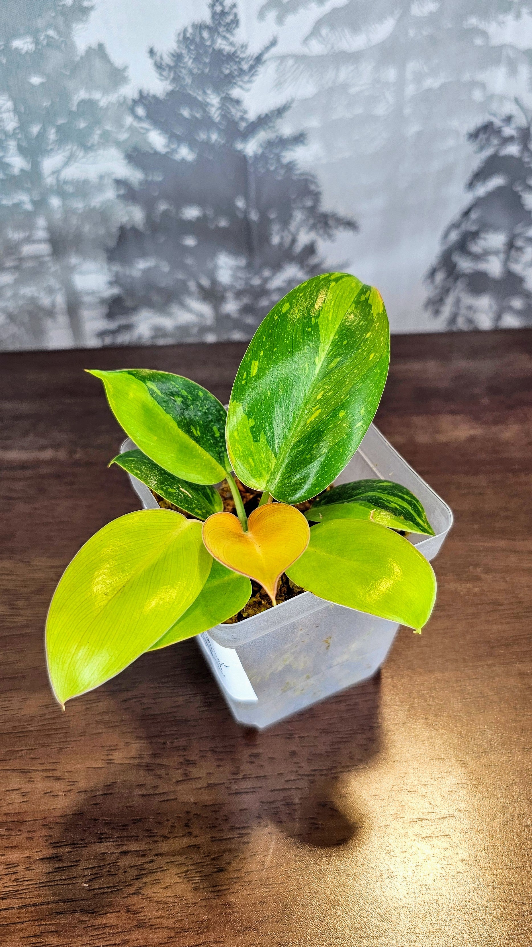 Philodendron Green Congo Nuclear