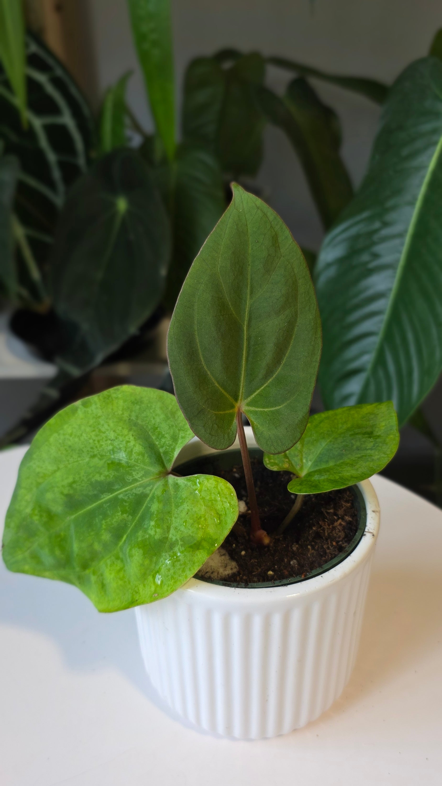 Anthurium Besseae aff x Eastern Dressleri (c)