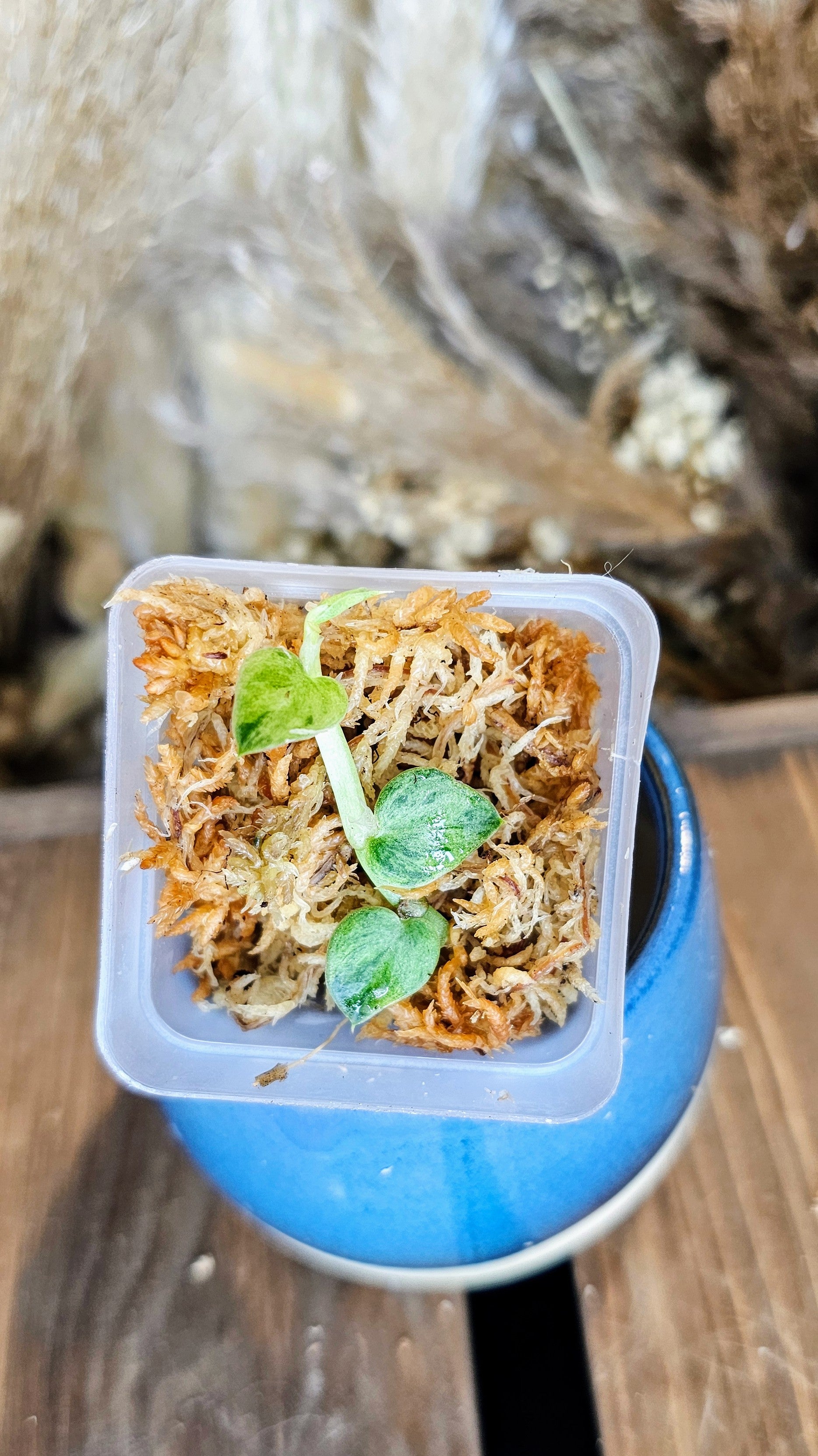 Rhaphidophora hayi silver variegated