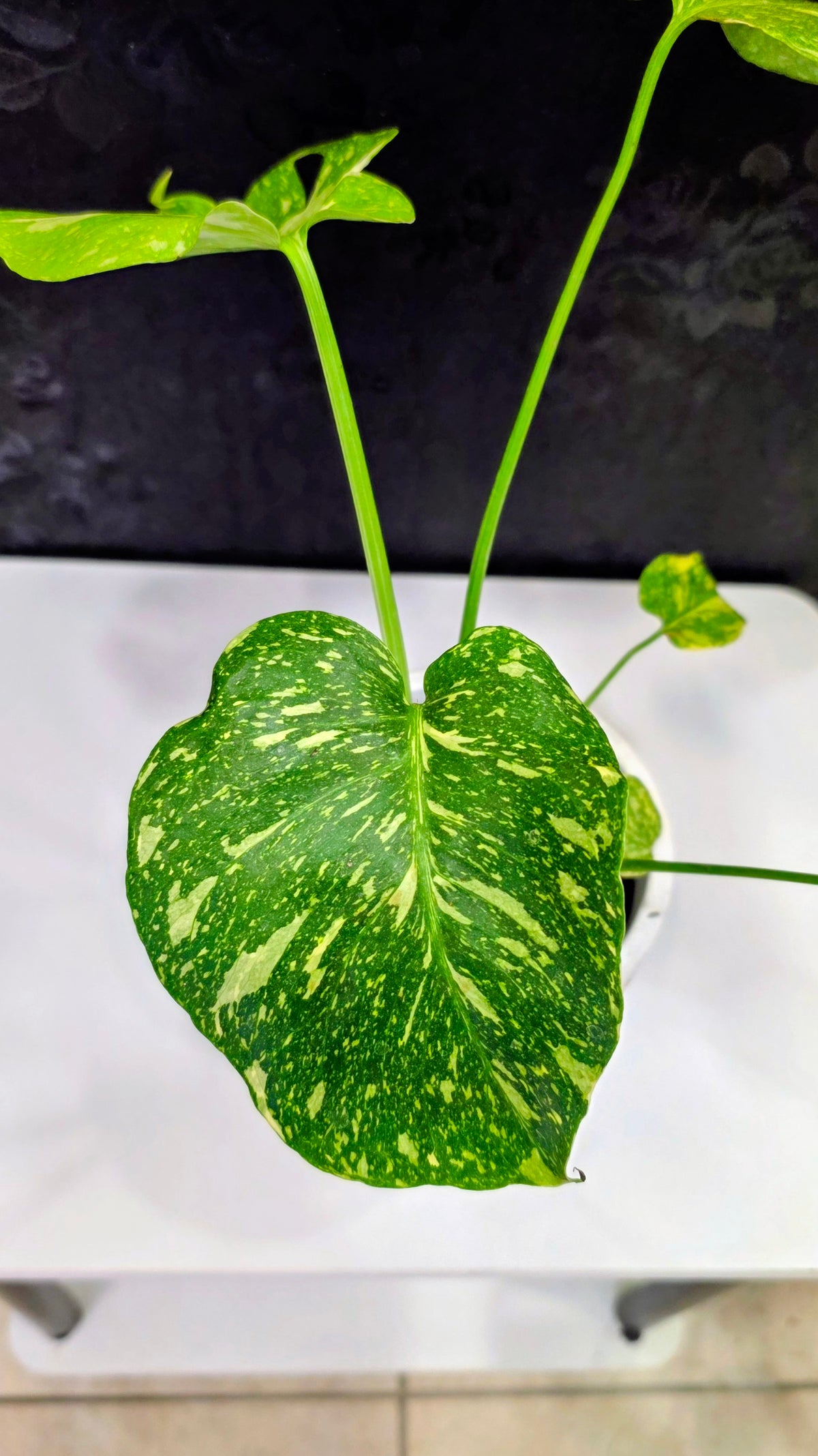 Monstera Electrolyte Variegated C