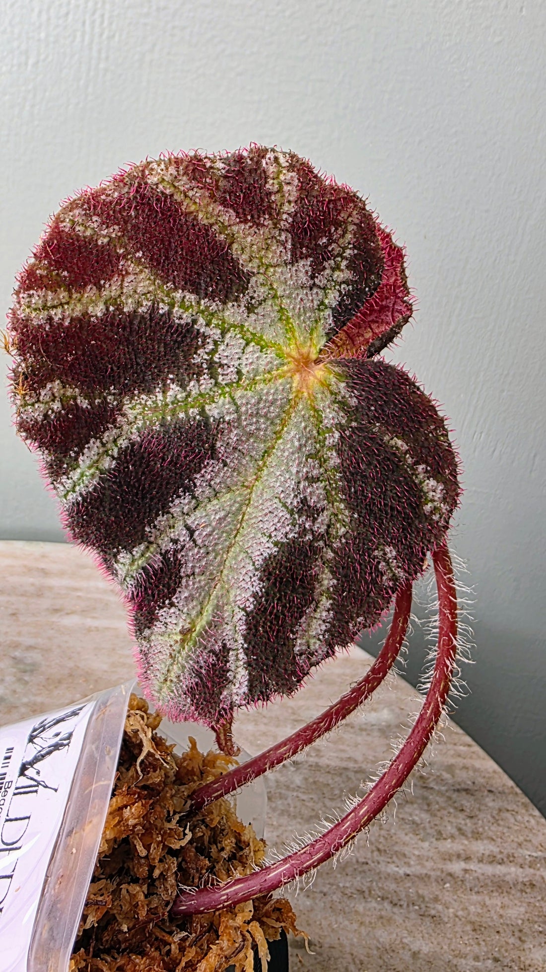 Begonia elisabethae