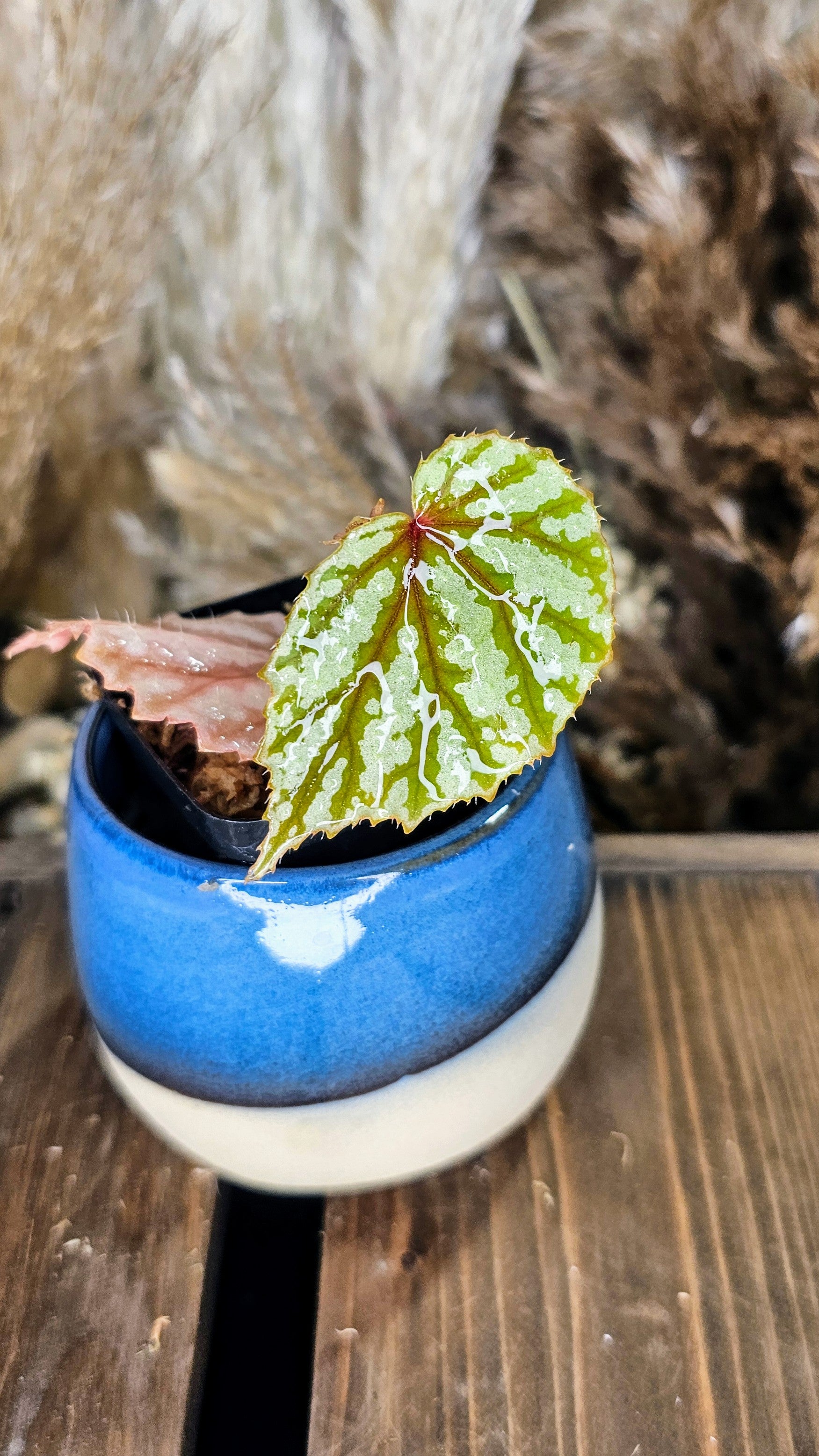 Begonia Sp. Sumatra