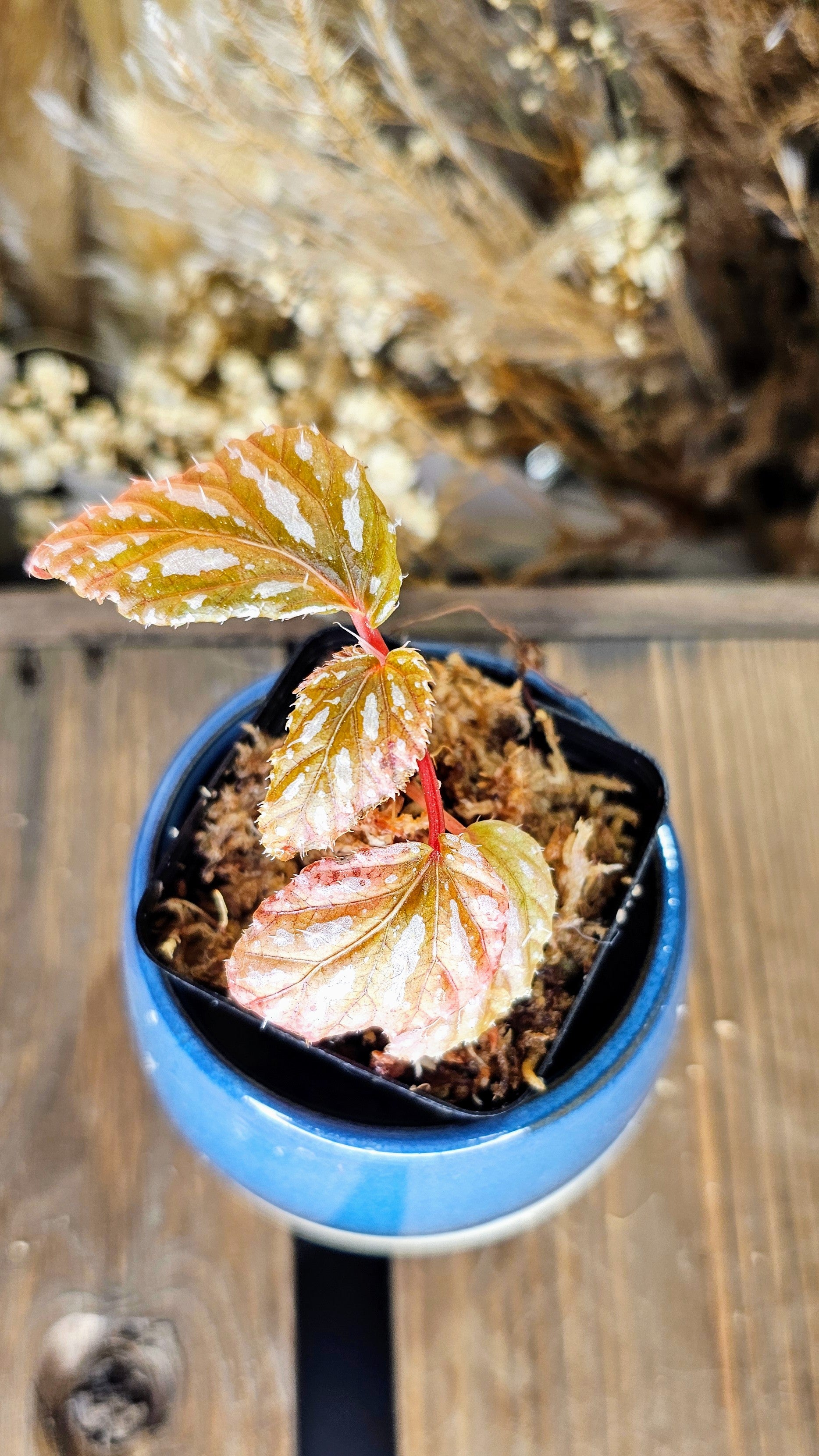 Begonia Mayensis