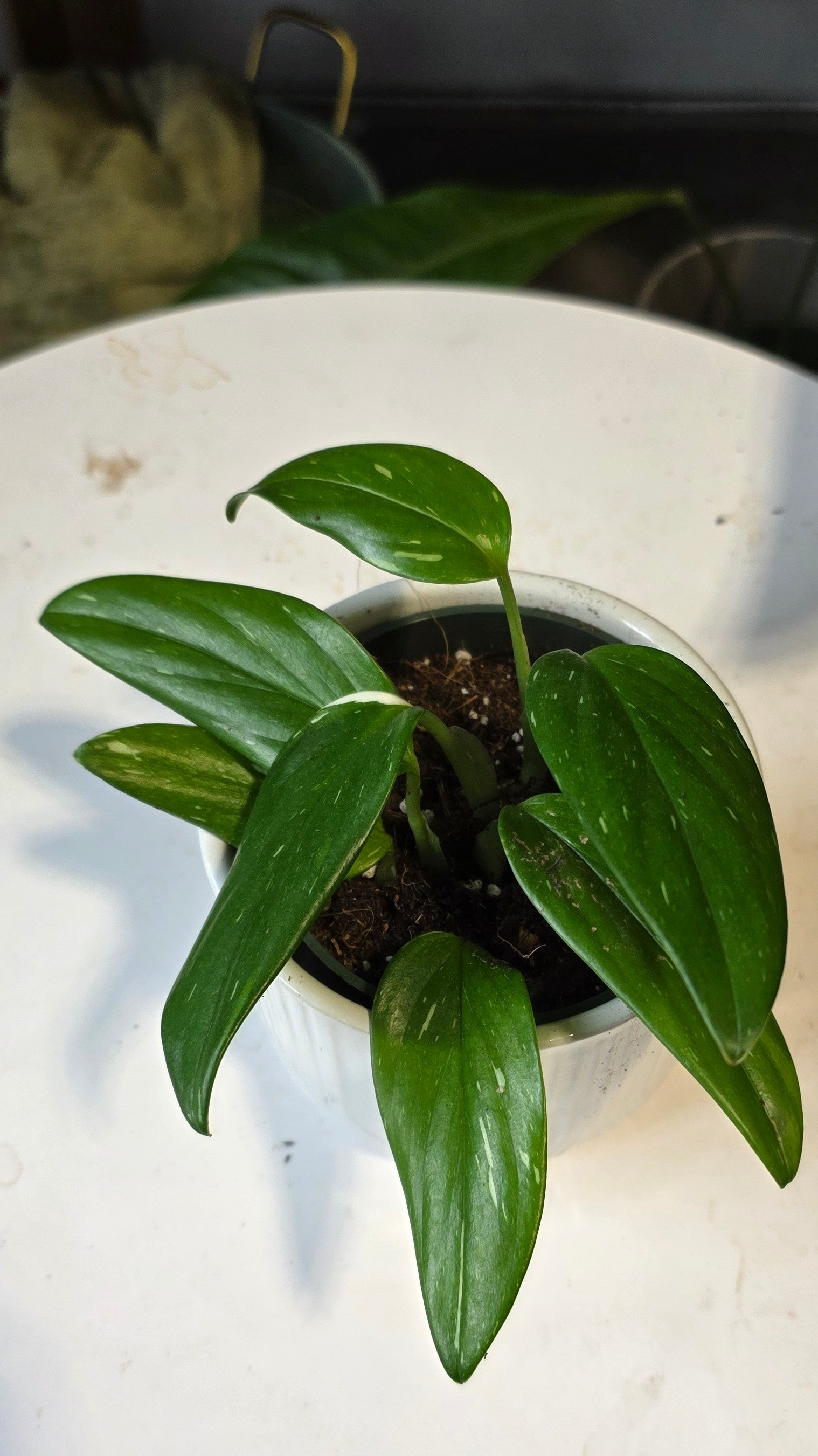 Monstera Standleyana thai con
