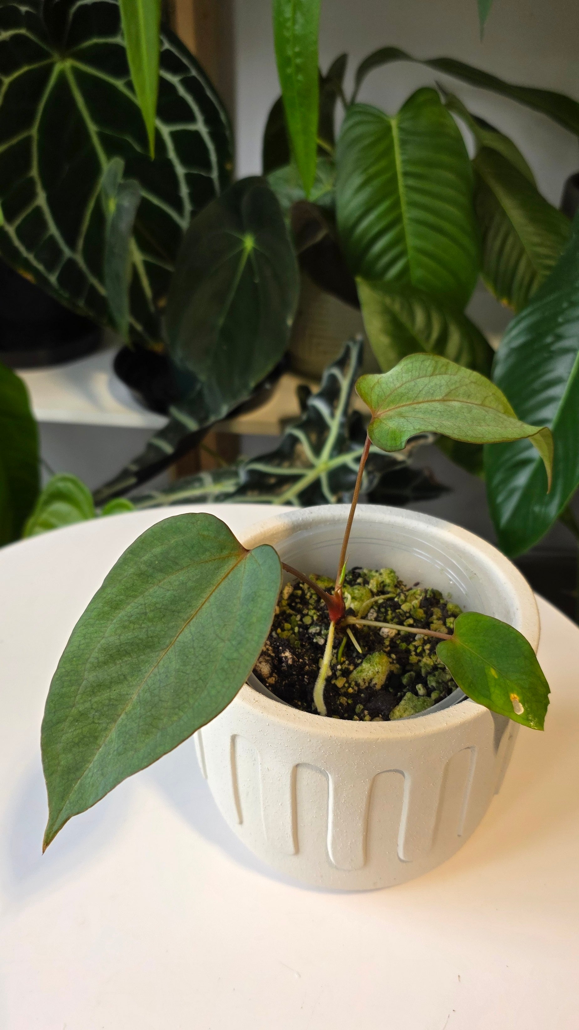 Anthurium Cuyabeno Soul x Papillilaminum (c)