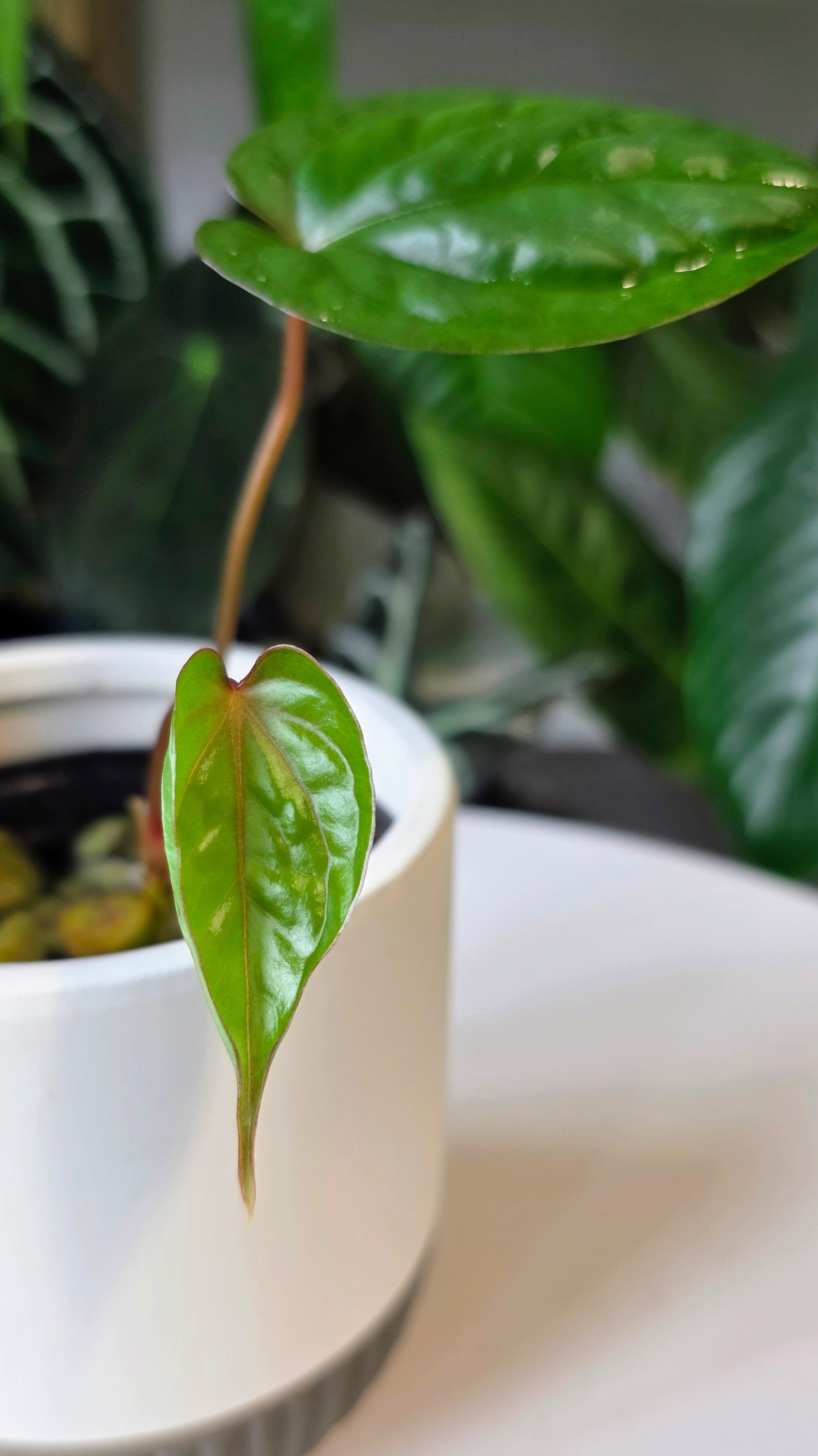 Anthurium Luxurians x Nigrolaminum (C)