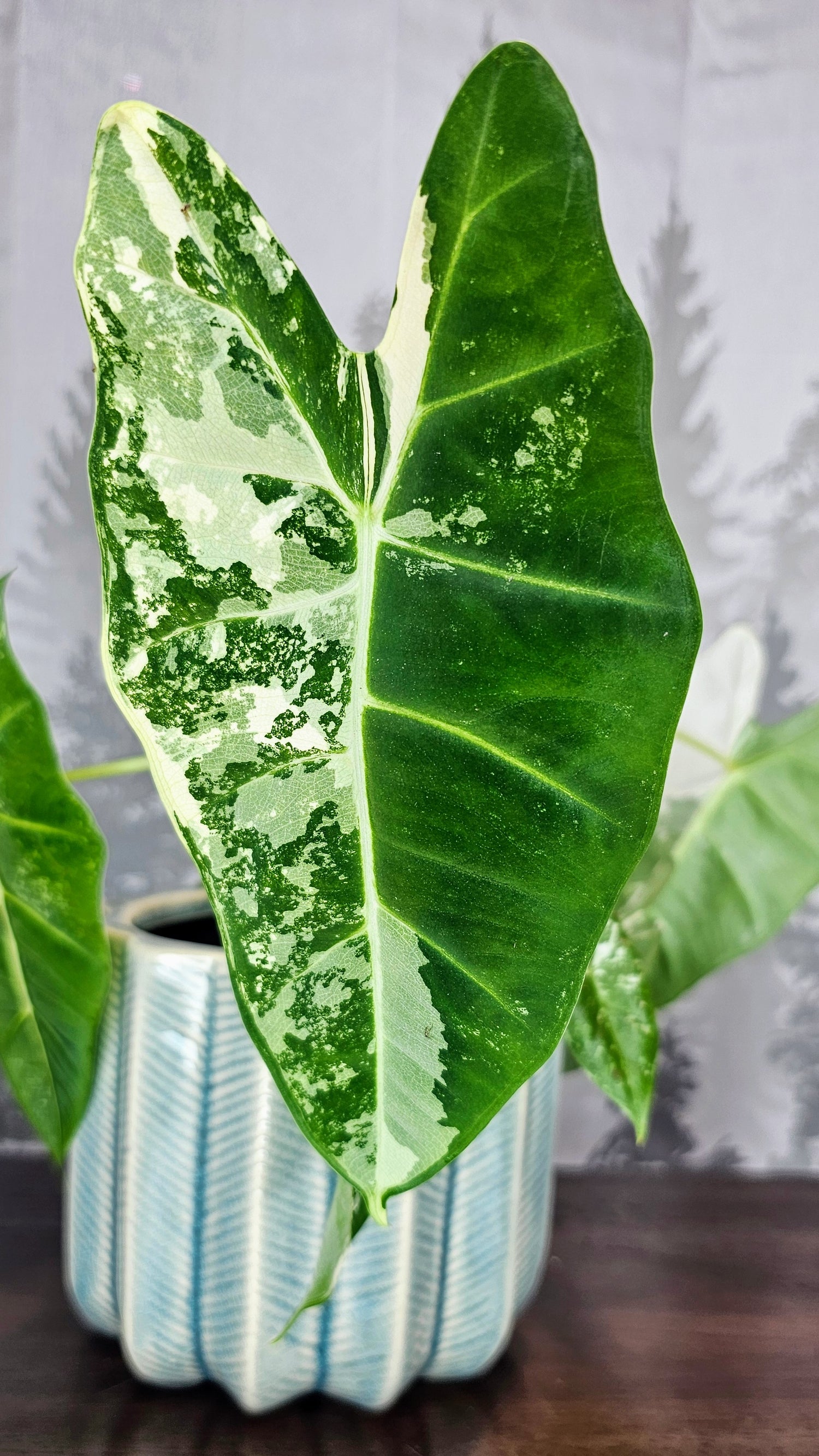 Alocasia Frydek Variegated (Weekly Special)