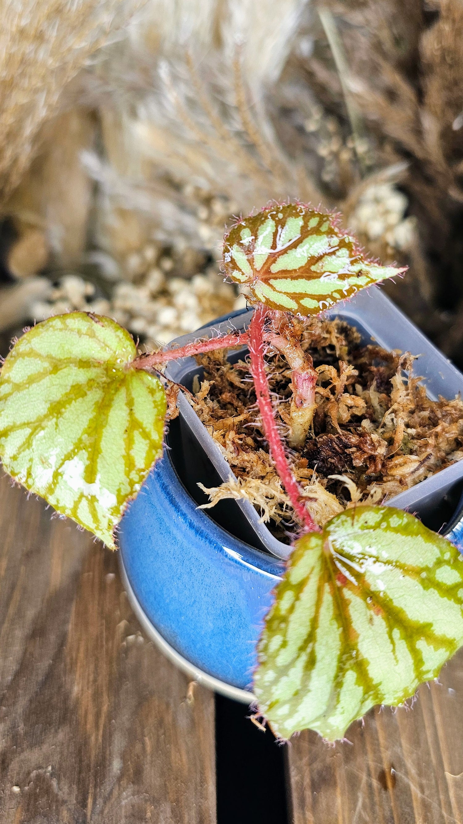begonia luzonensis
