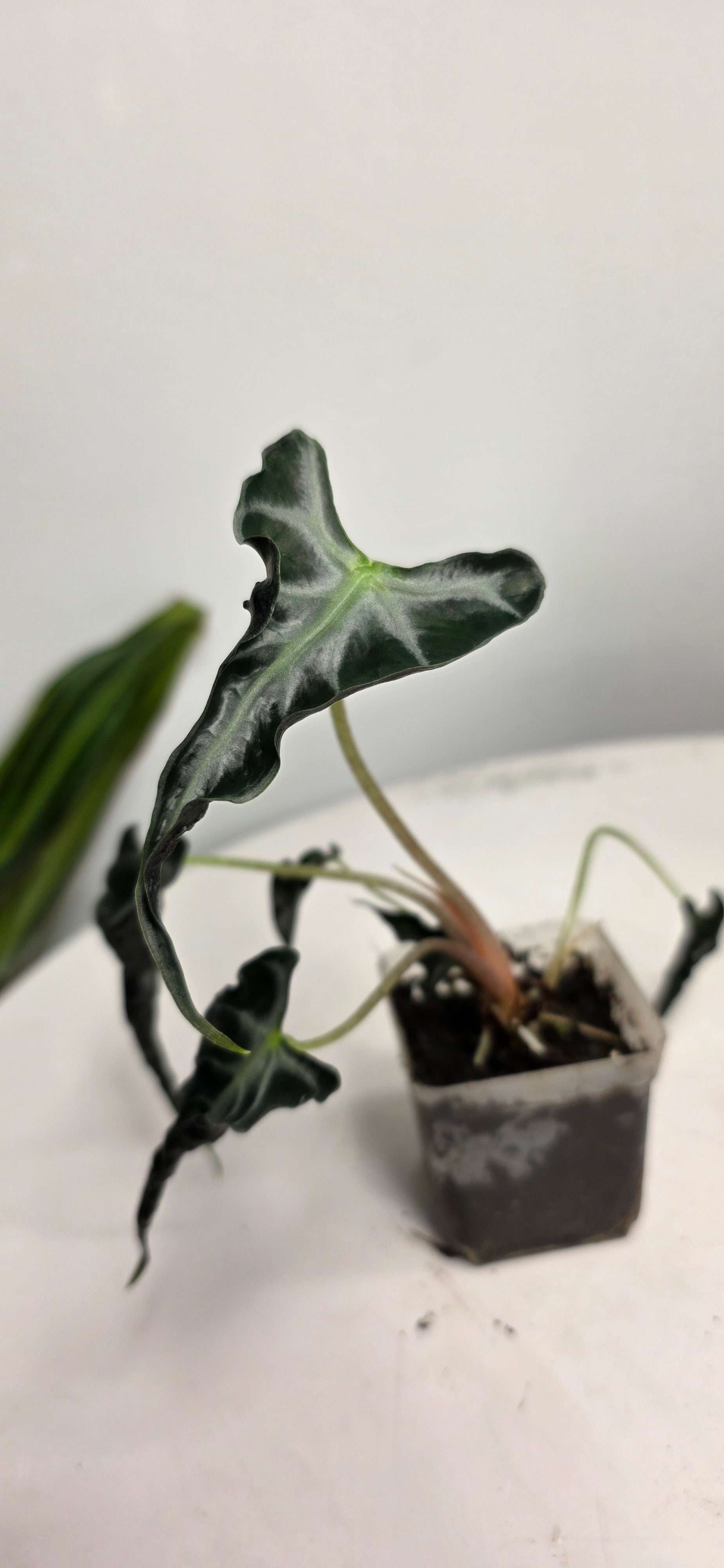 Alocasia loco