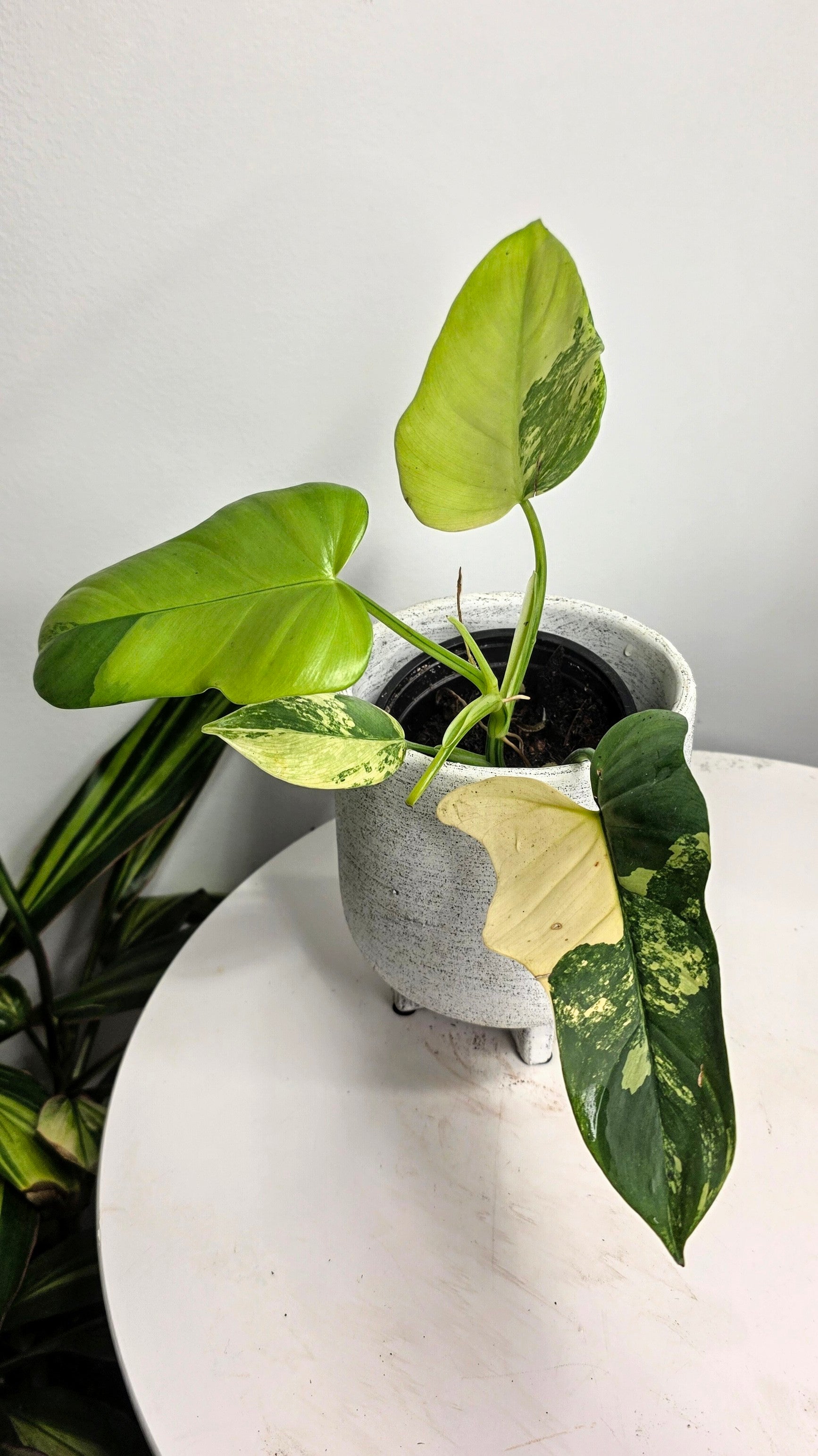 Philodendron bipennifolium Violin Variegated A