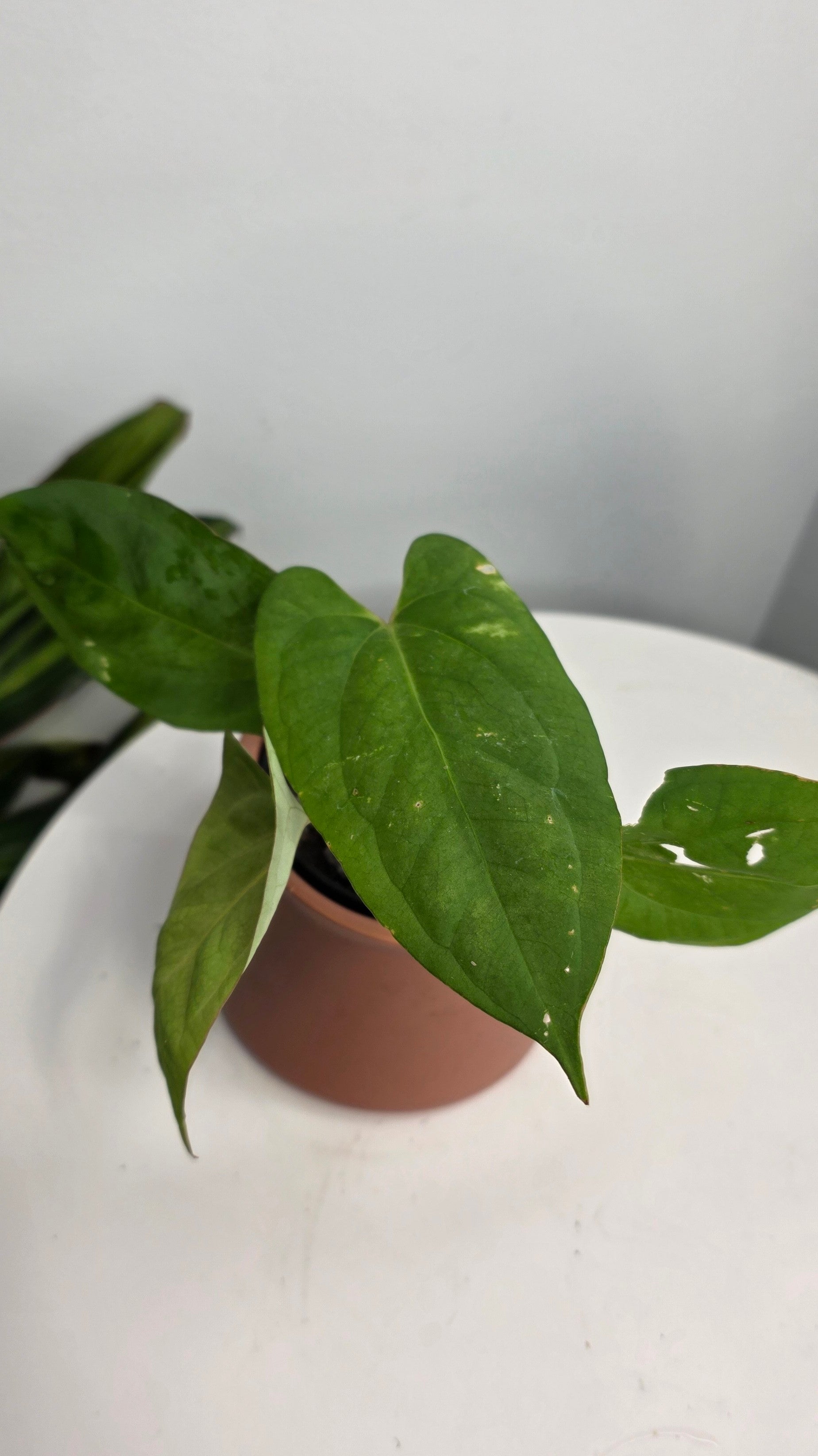 Anthurium Blue Pap x One DP