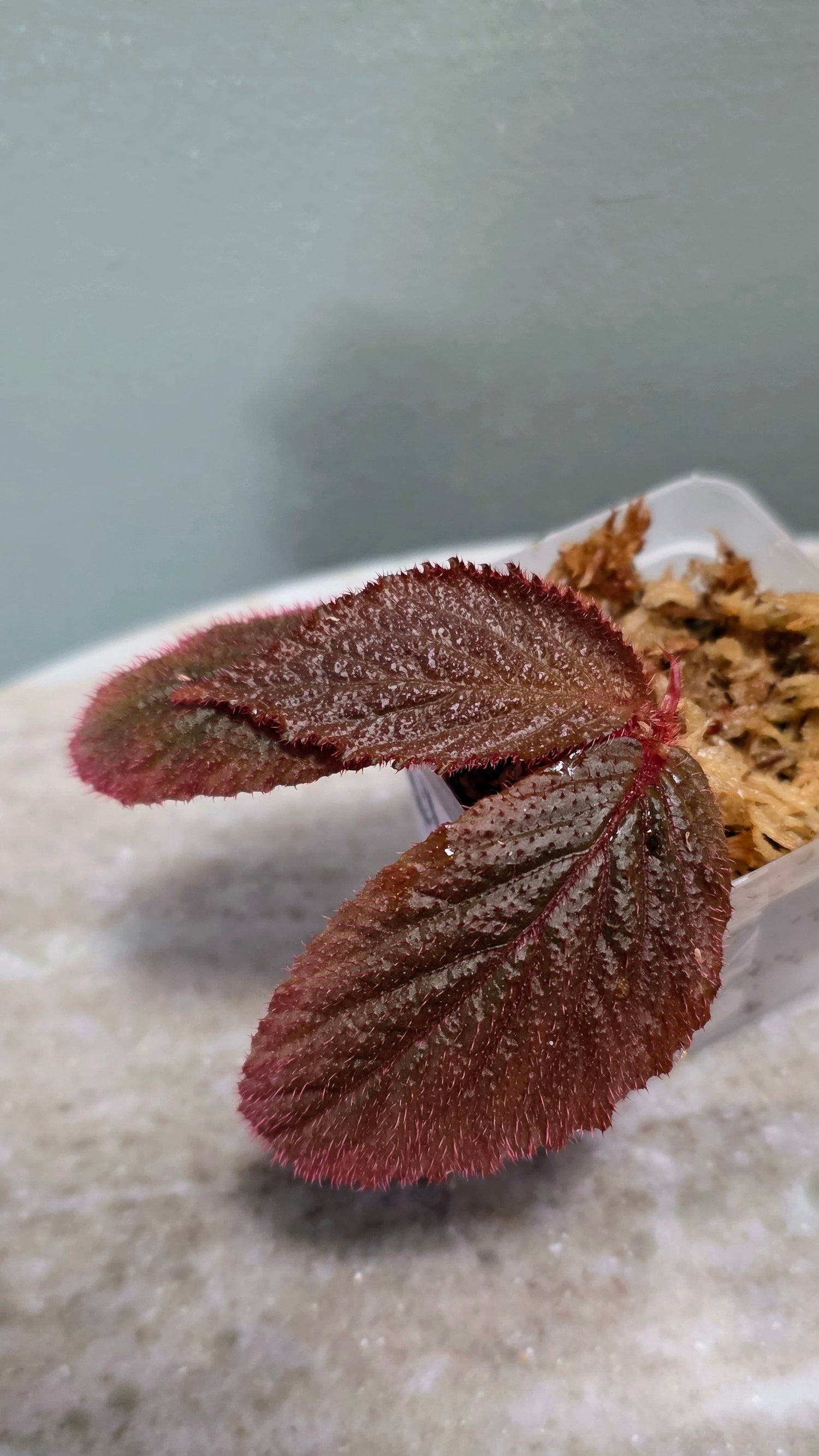 Begonia sp. fuzzy red black