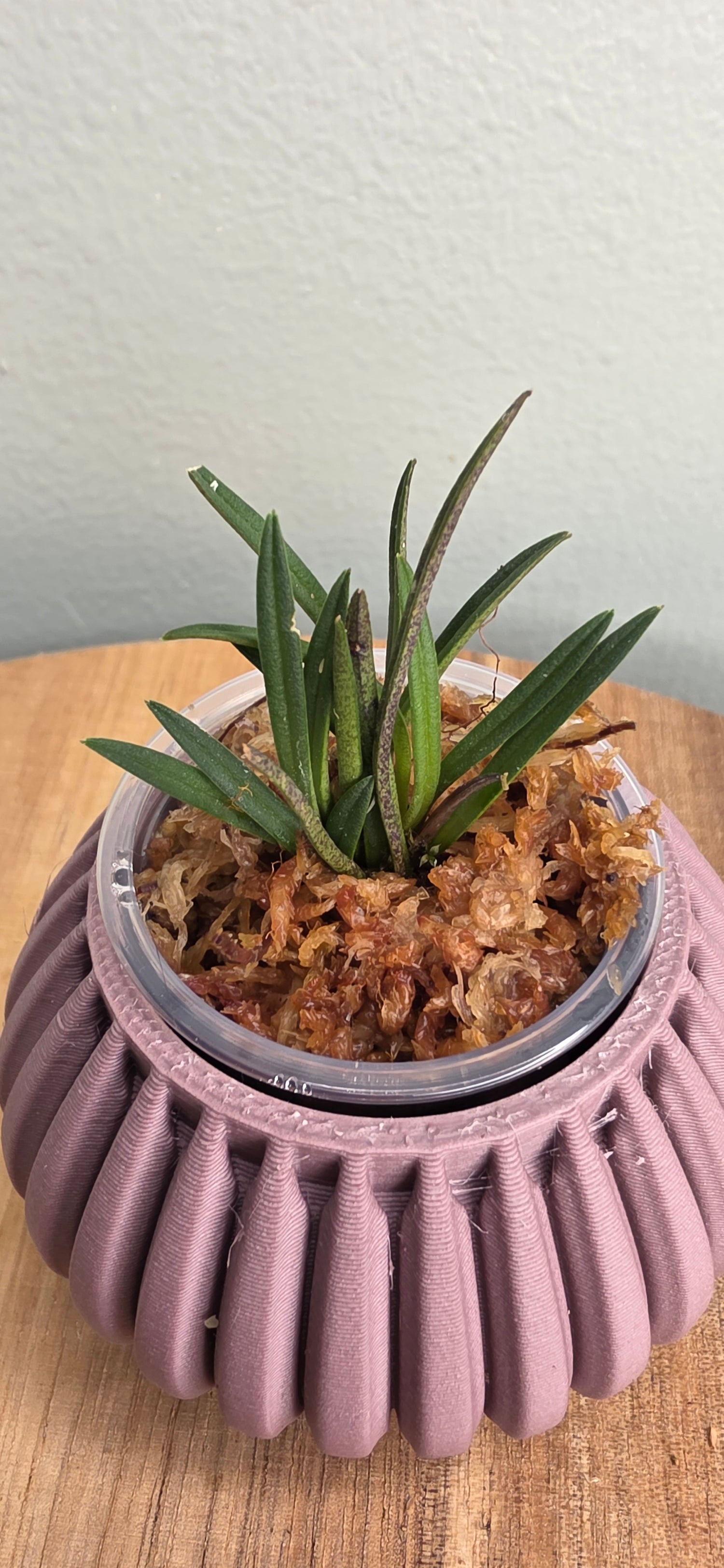 Trisetella pachycaudata