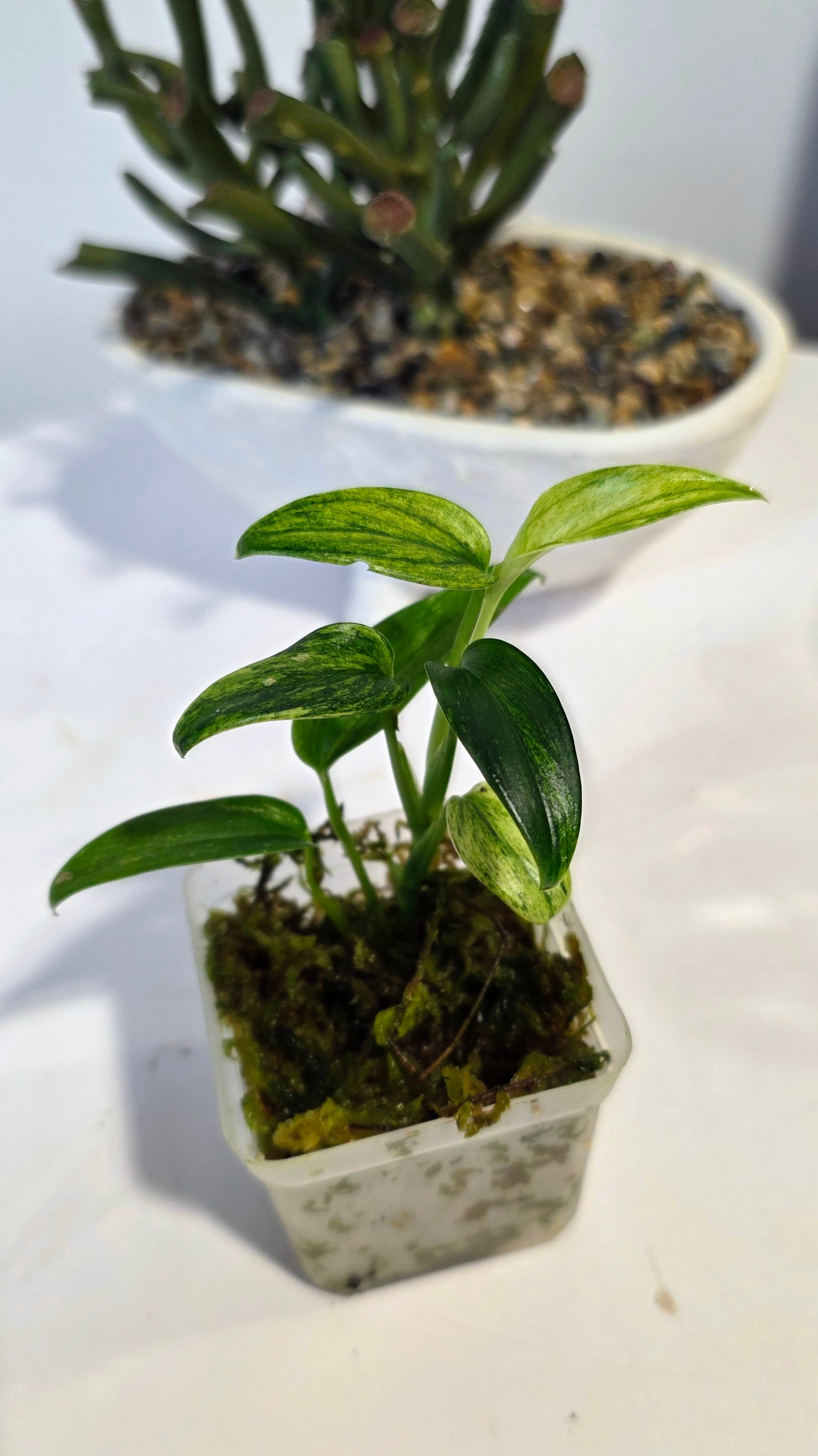 Scindapsus Sp. Sumatra Variegated "B"