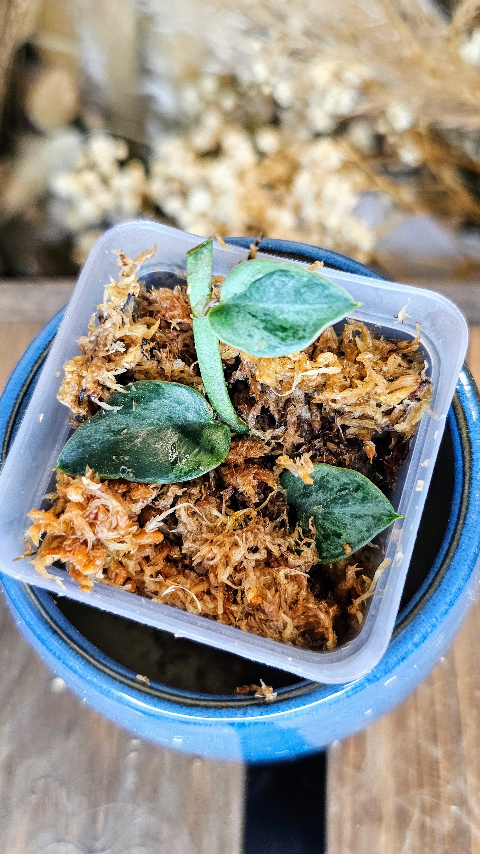 Rhaphidophora hayi silver variegated