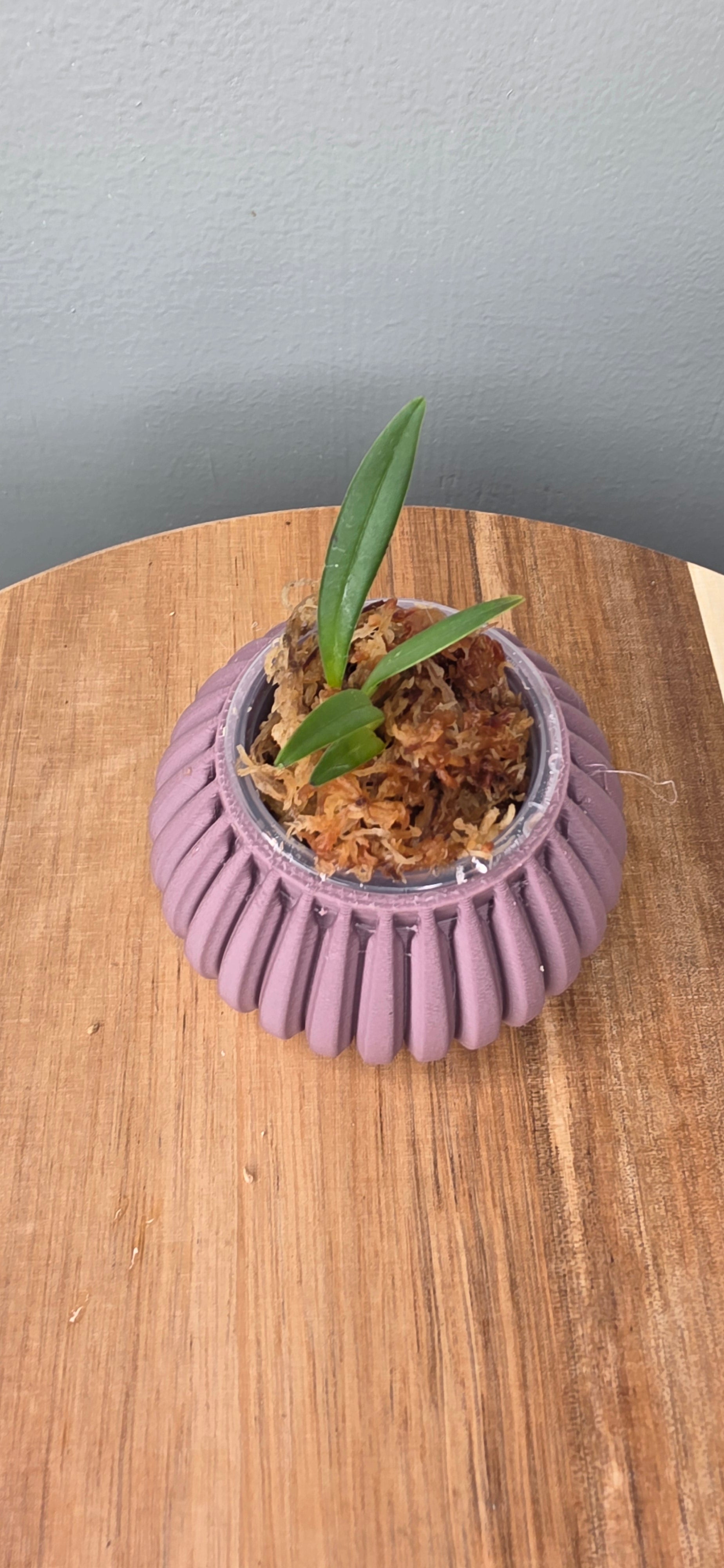 Masdevallia condorensis