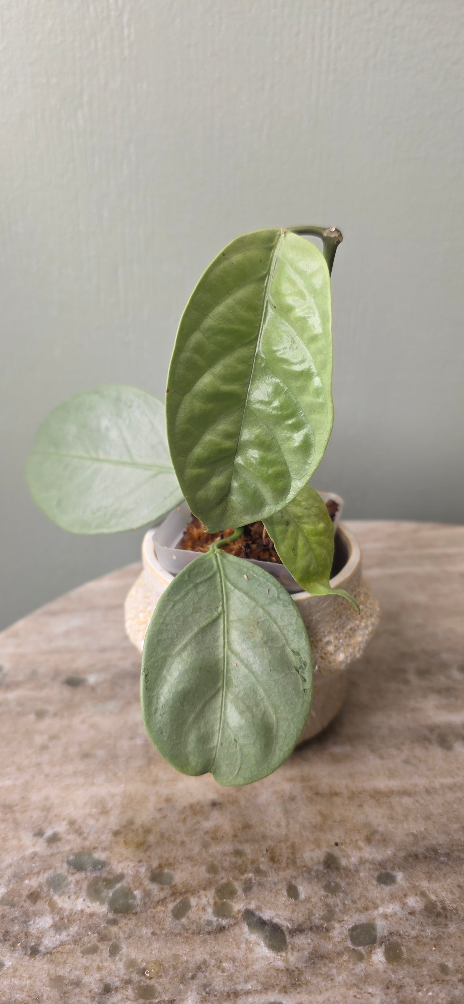 Hoya coriacea silver A