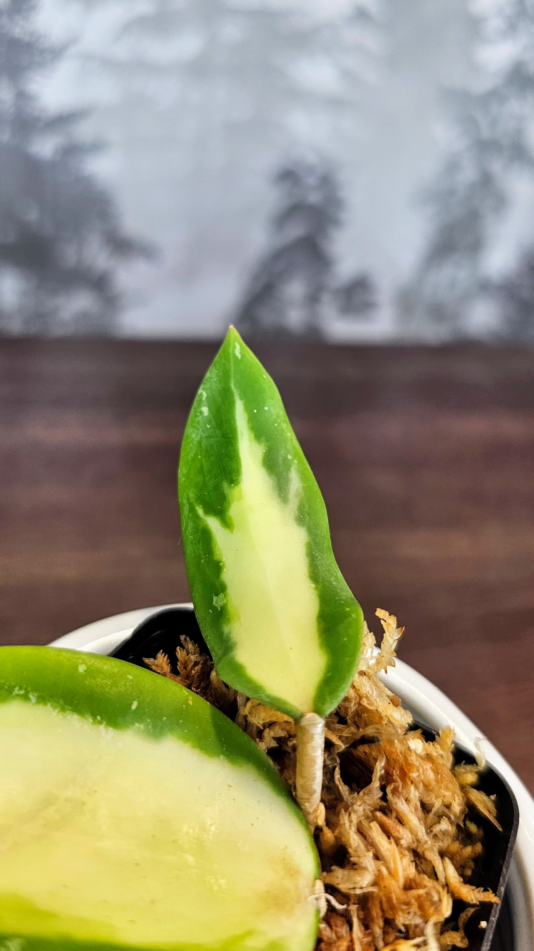 Hoya acuta inner variegated (WH 57)