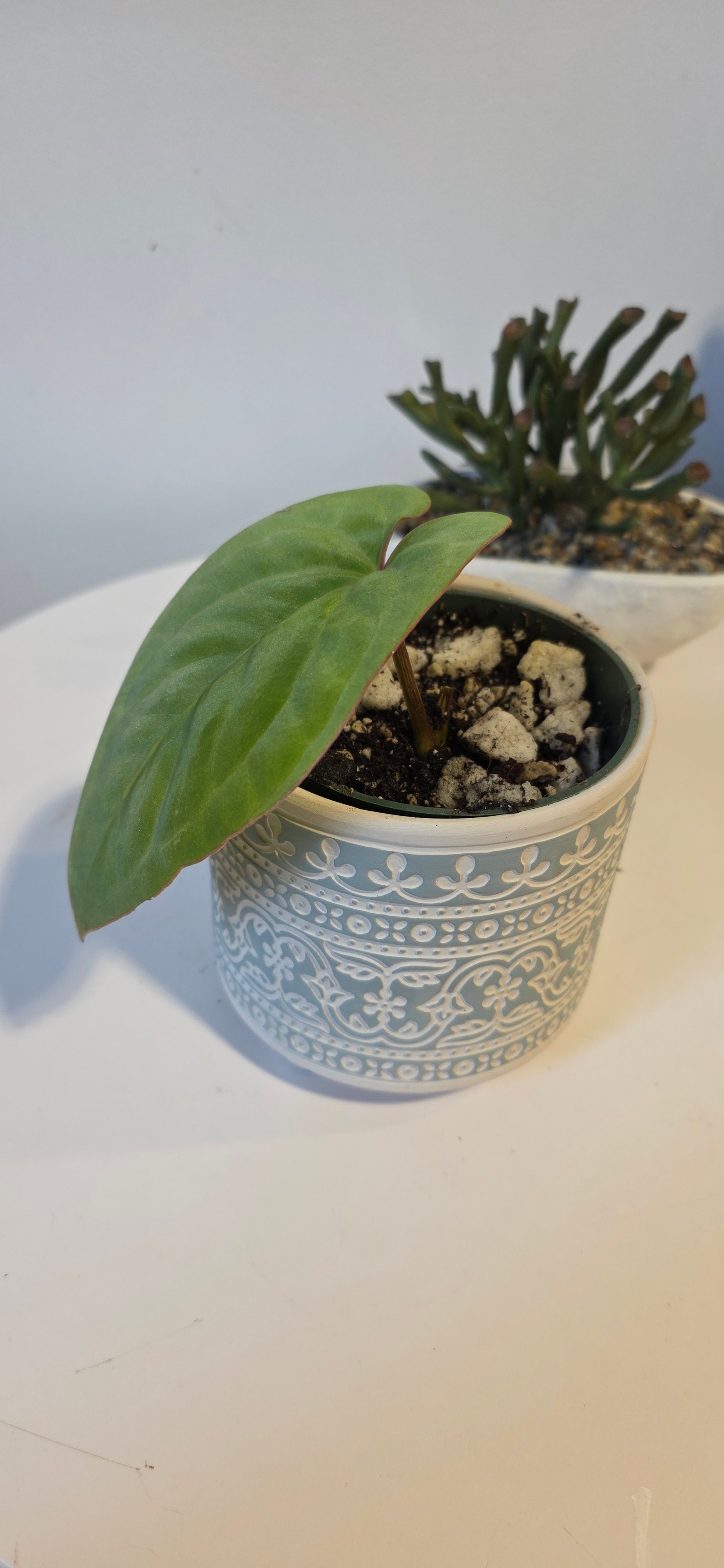 Anthurium dressleri (E)