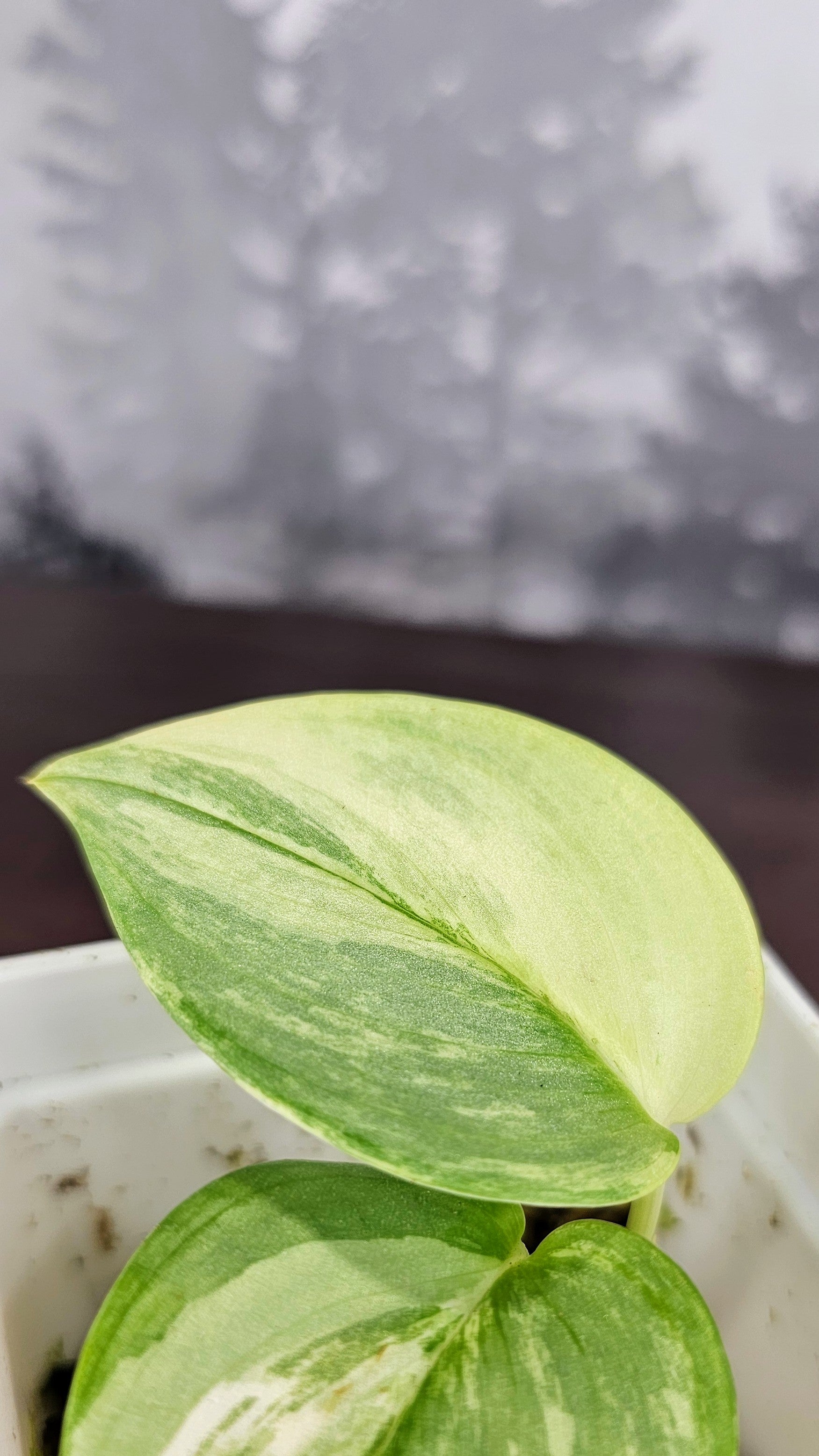 Scindapsus Rubicon Variegated