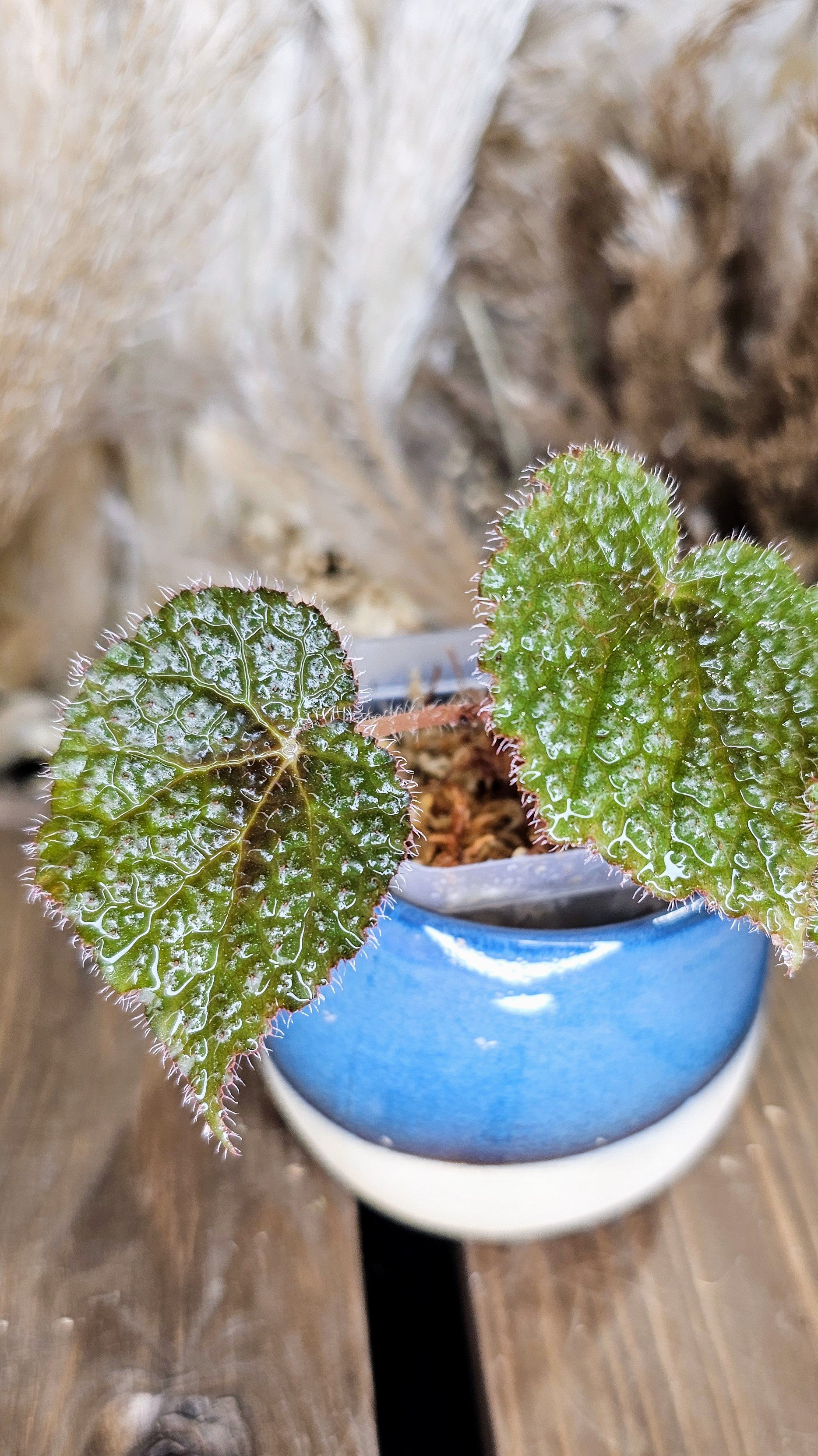 Begonia Iron Cross 2"