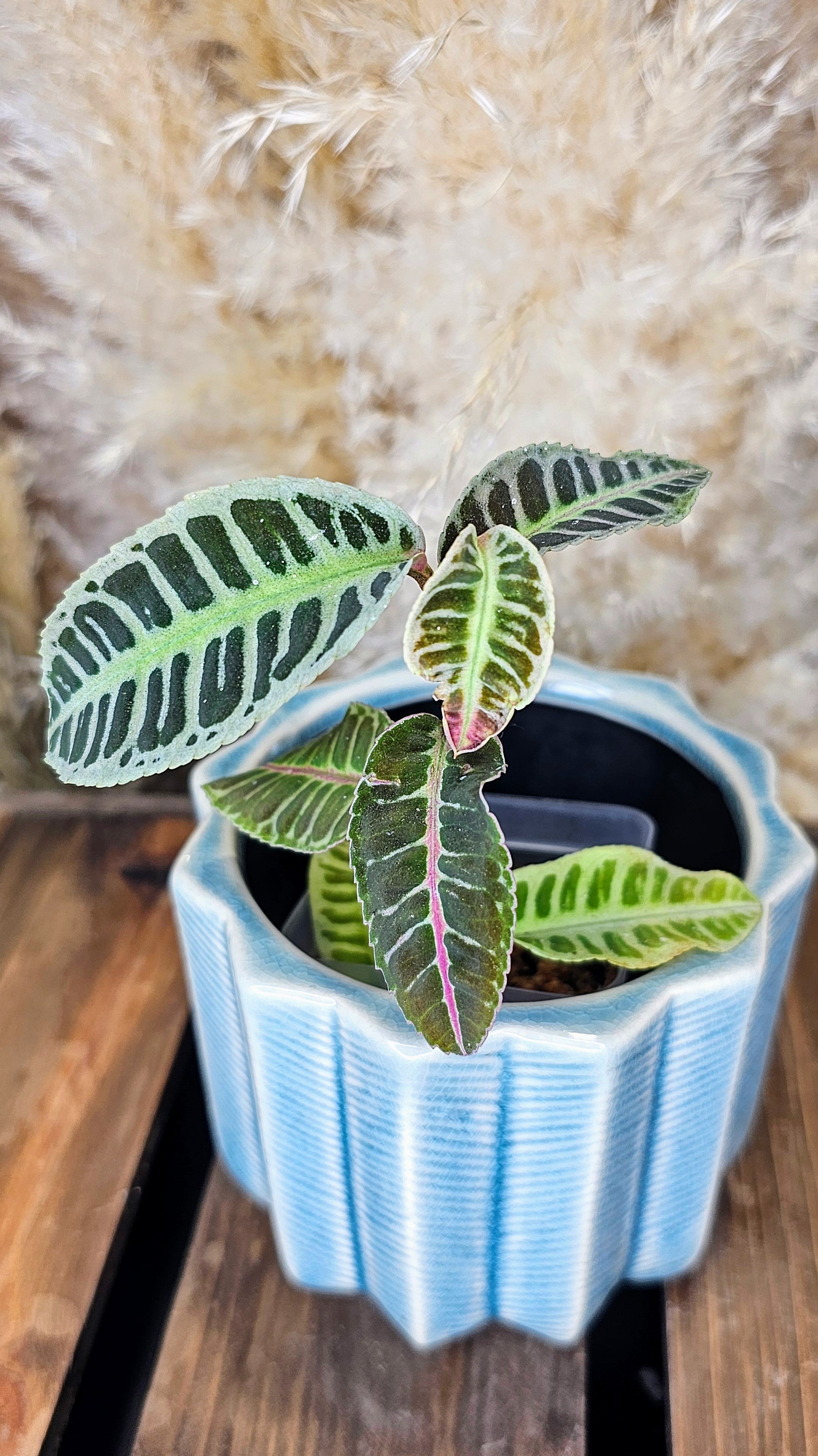 Labisia sp. Riau WL2