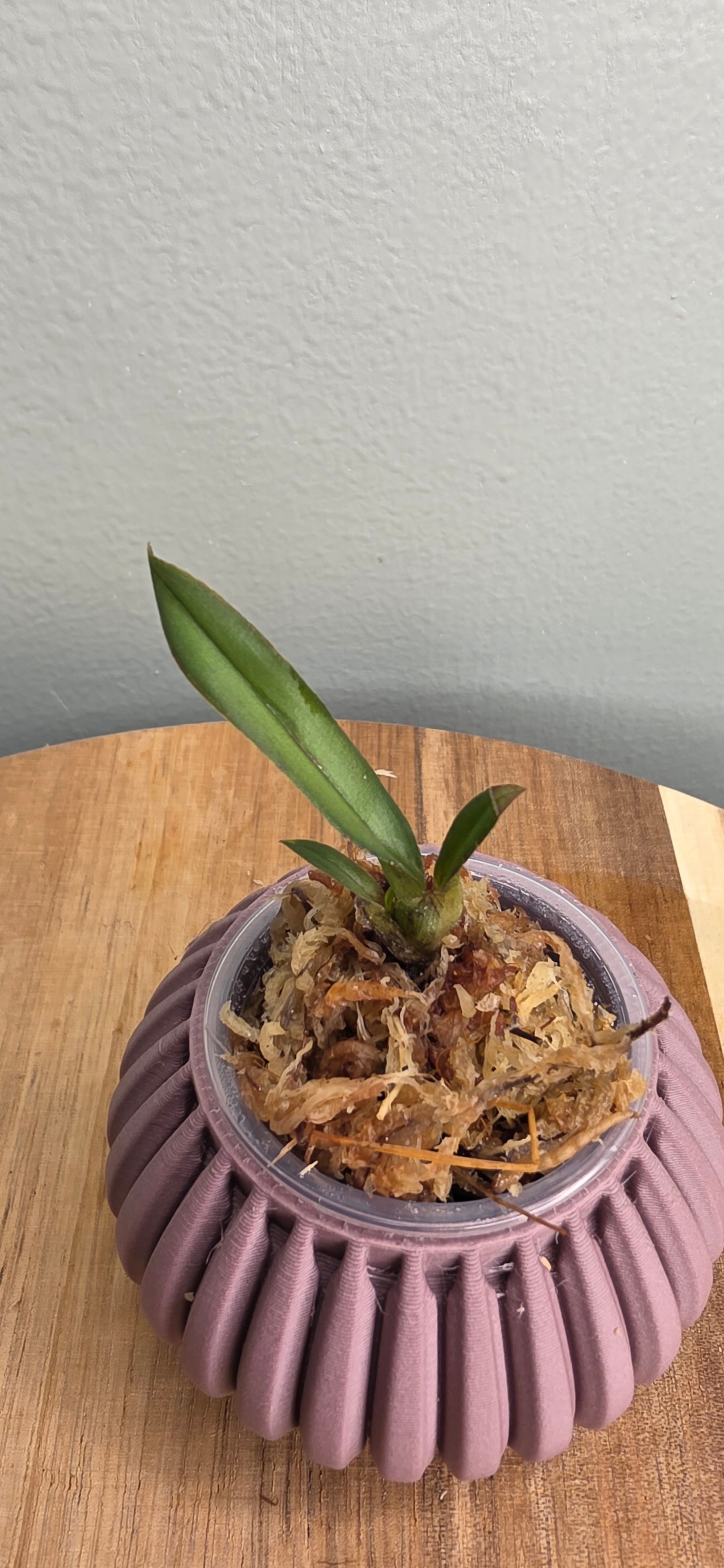 Psychopsis sanderae seedling