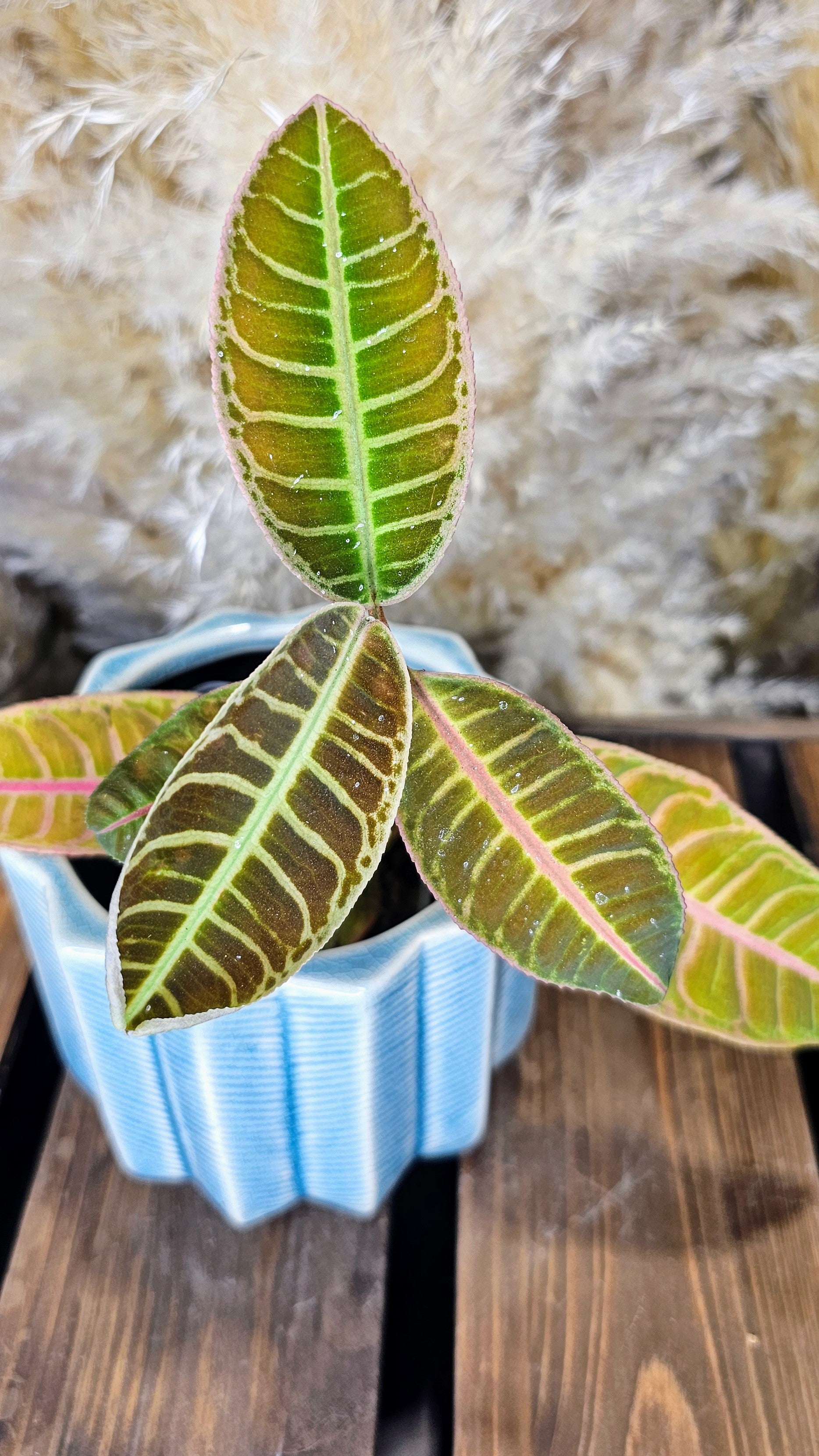 Labisia sp. Riau WL1