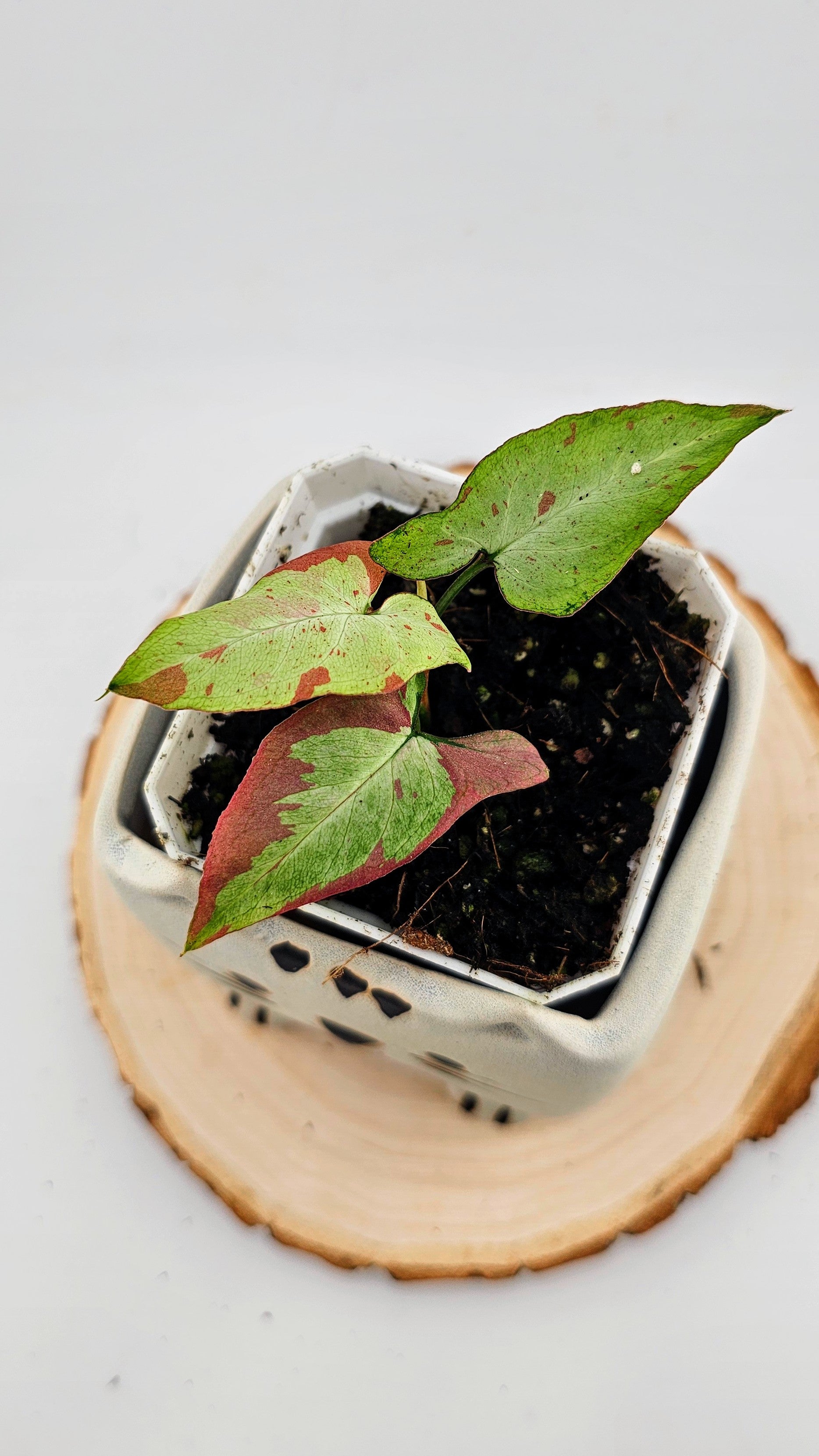 Syngonium orm nagpum pink salmon (B)