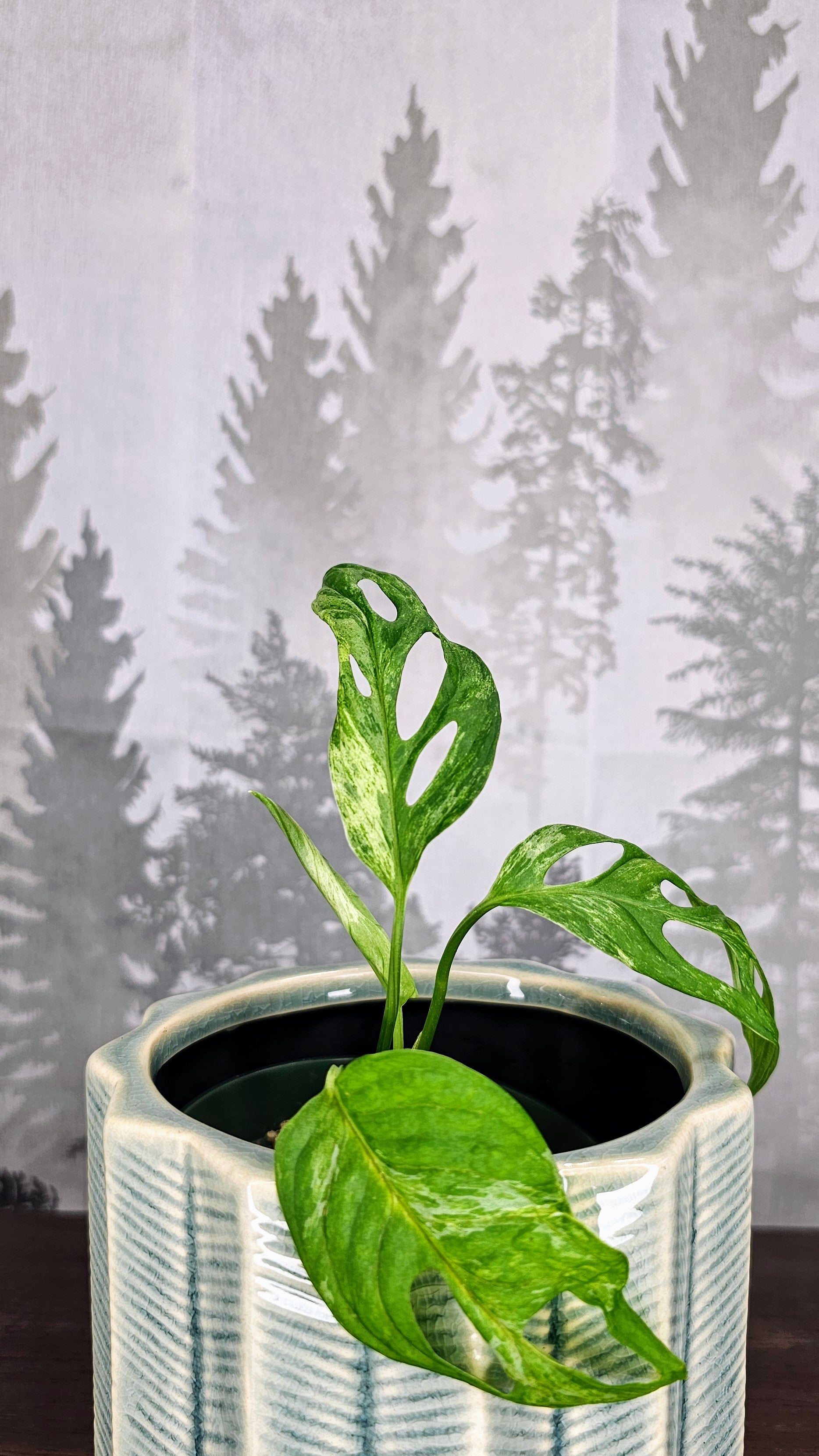 Monstera Albo Indo Variegated (M1)